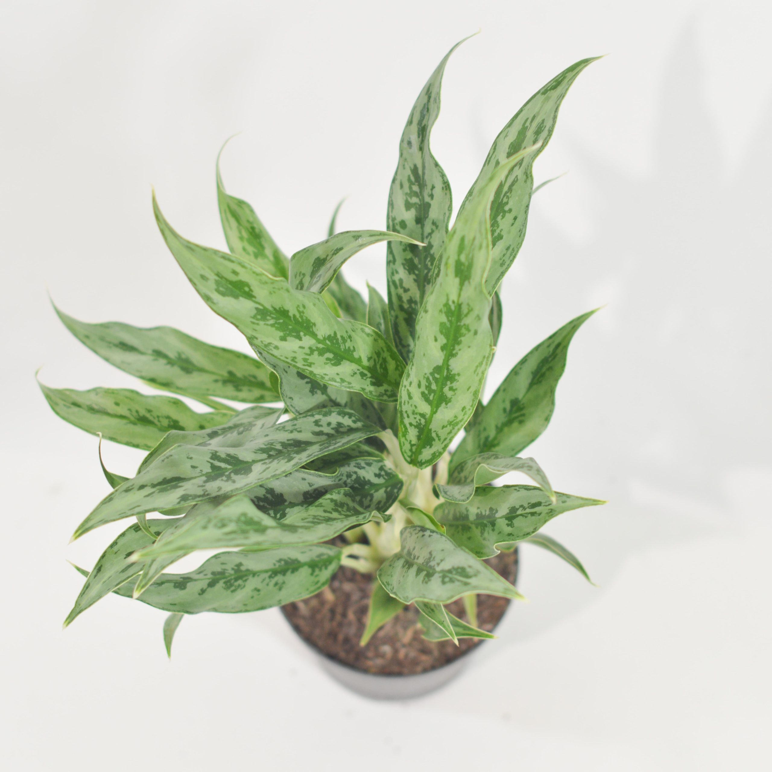AGLAONEMA GREYHOUND