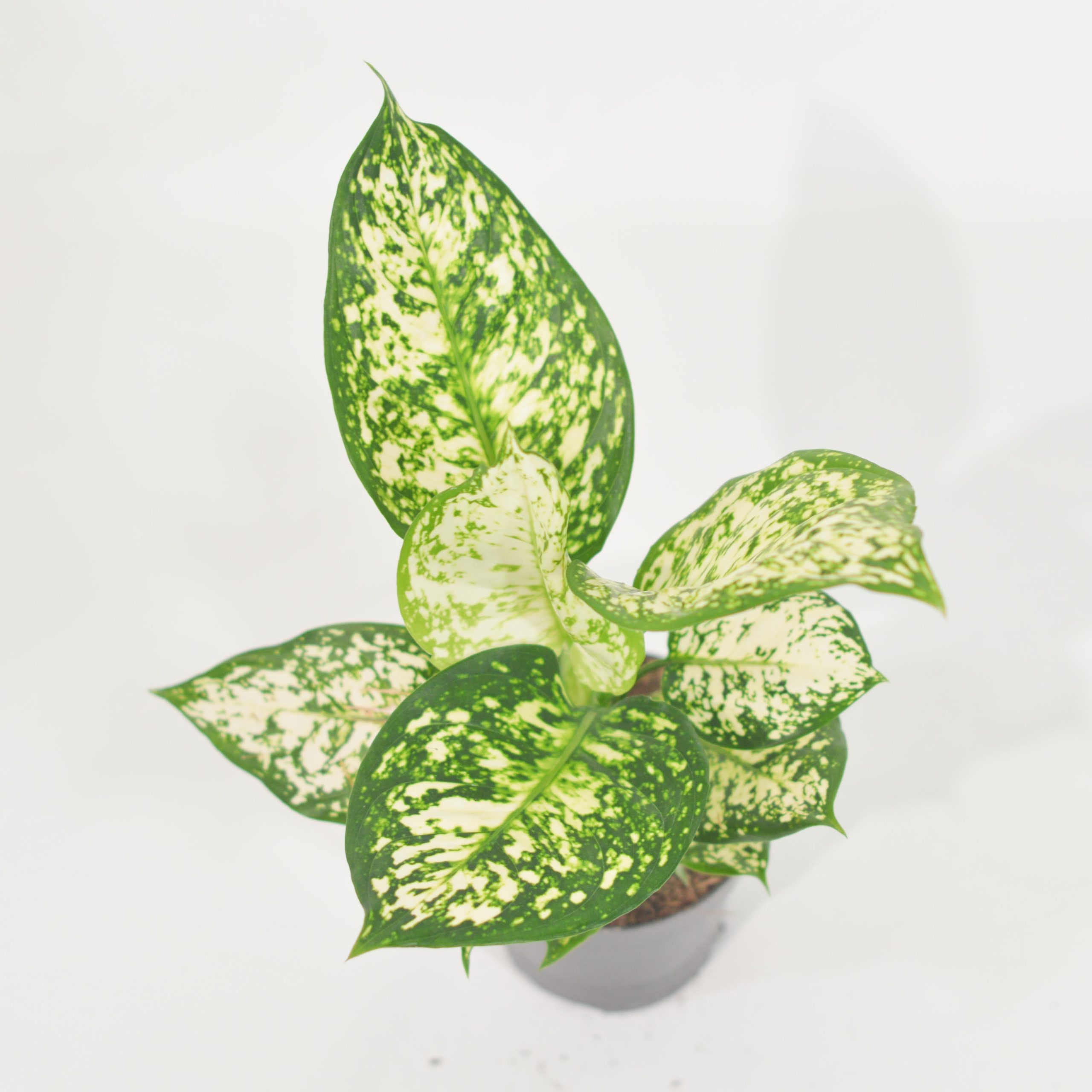 AGLAONEMA IVORY JADE