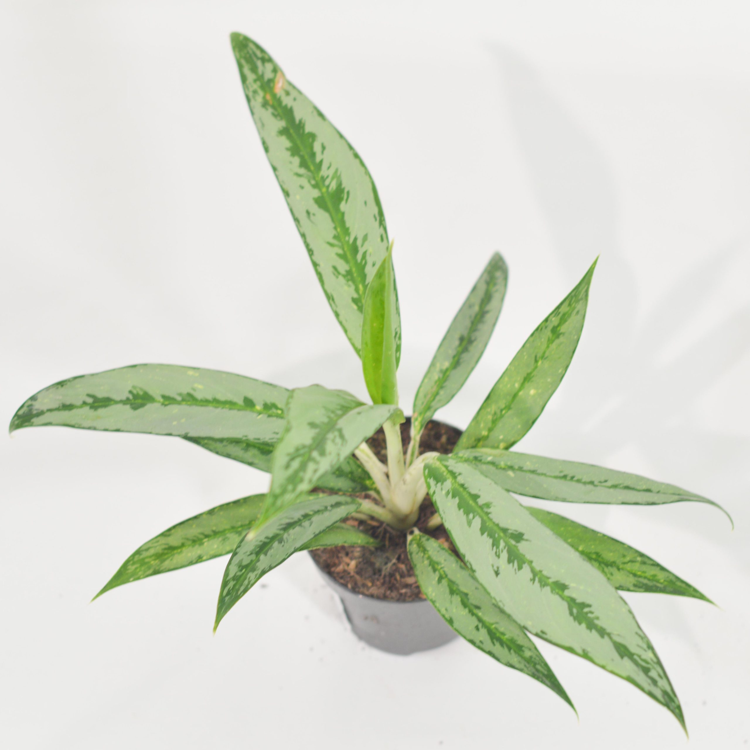 AGLAONEMA MATCHA LEMON