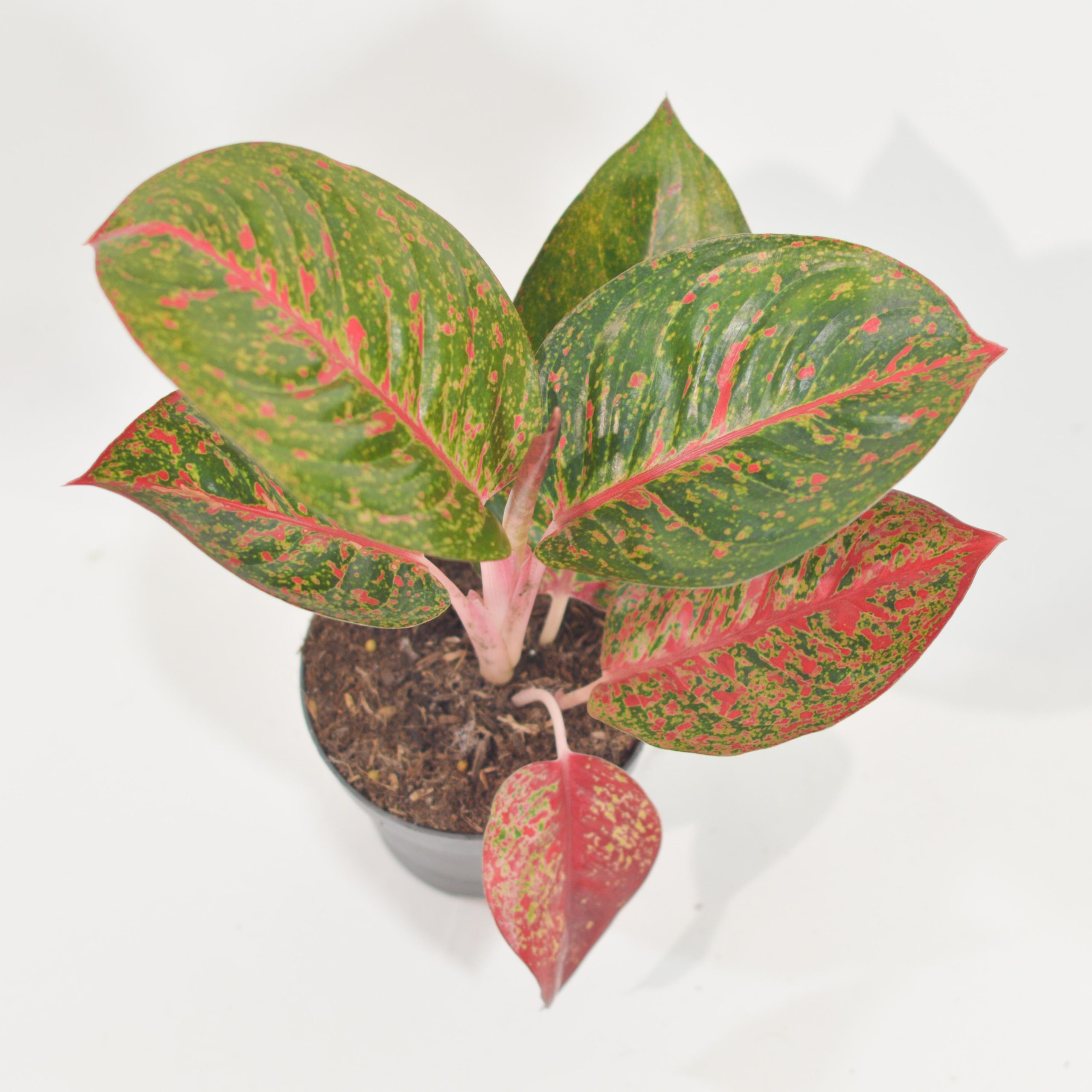 AGLAONEMA RED SPRINKLES
