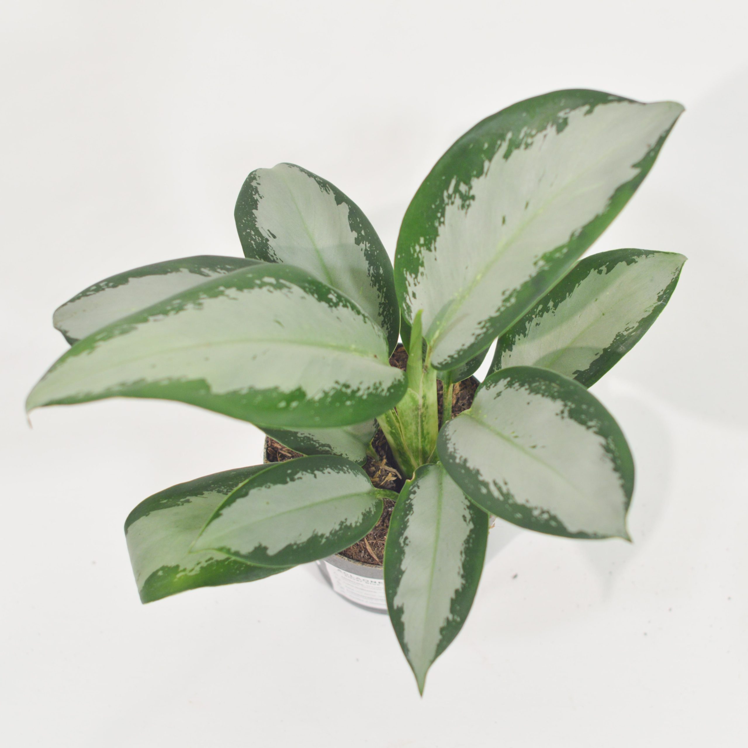 AGLAONEMA SILVER BLUE