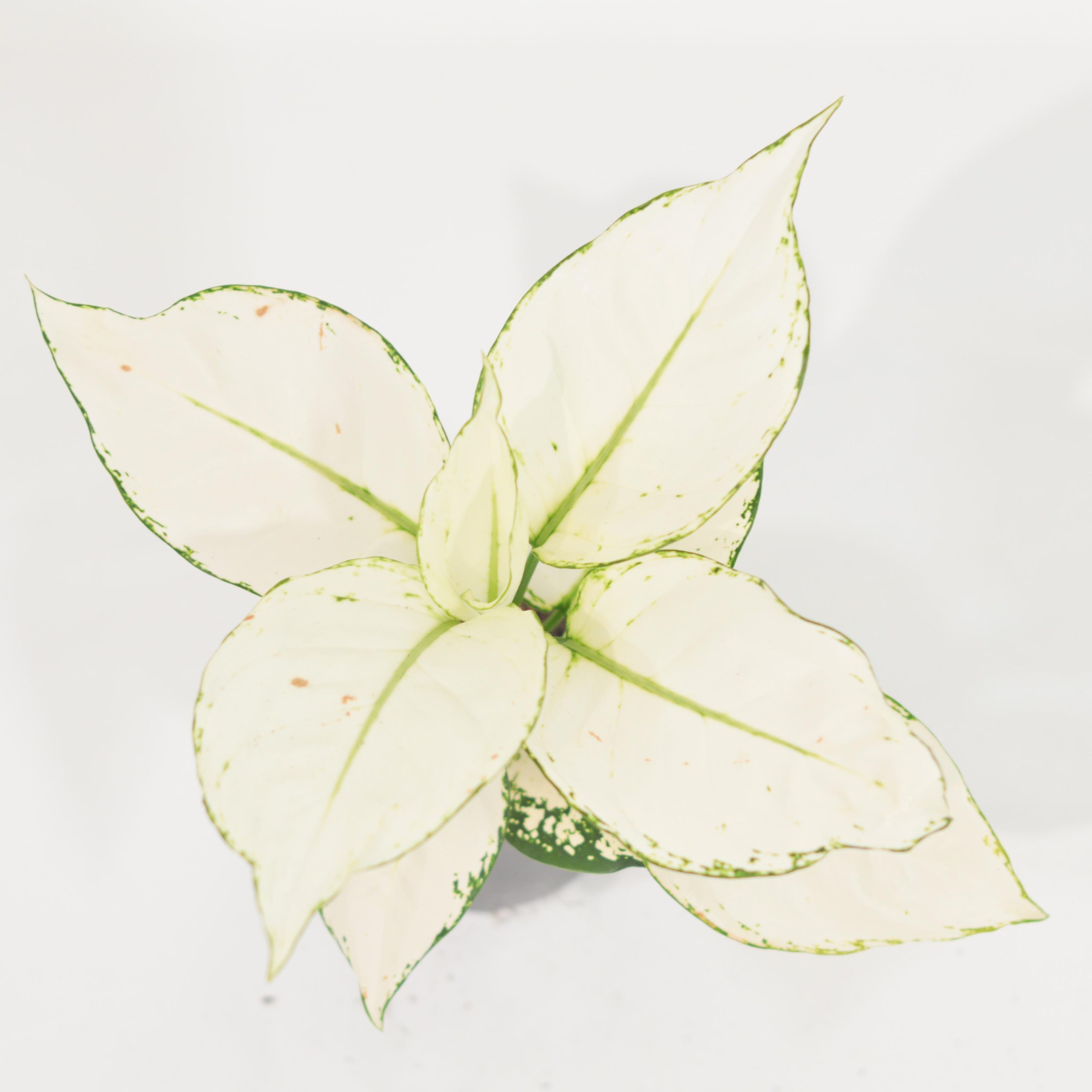 AGLAONEMA WHITE JOY
