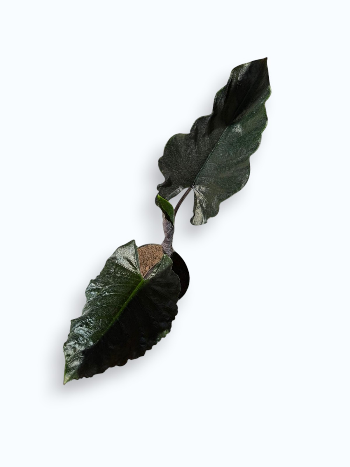 ALOCASIA ANTORO VELVET