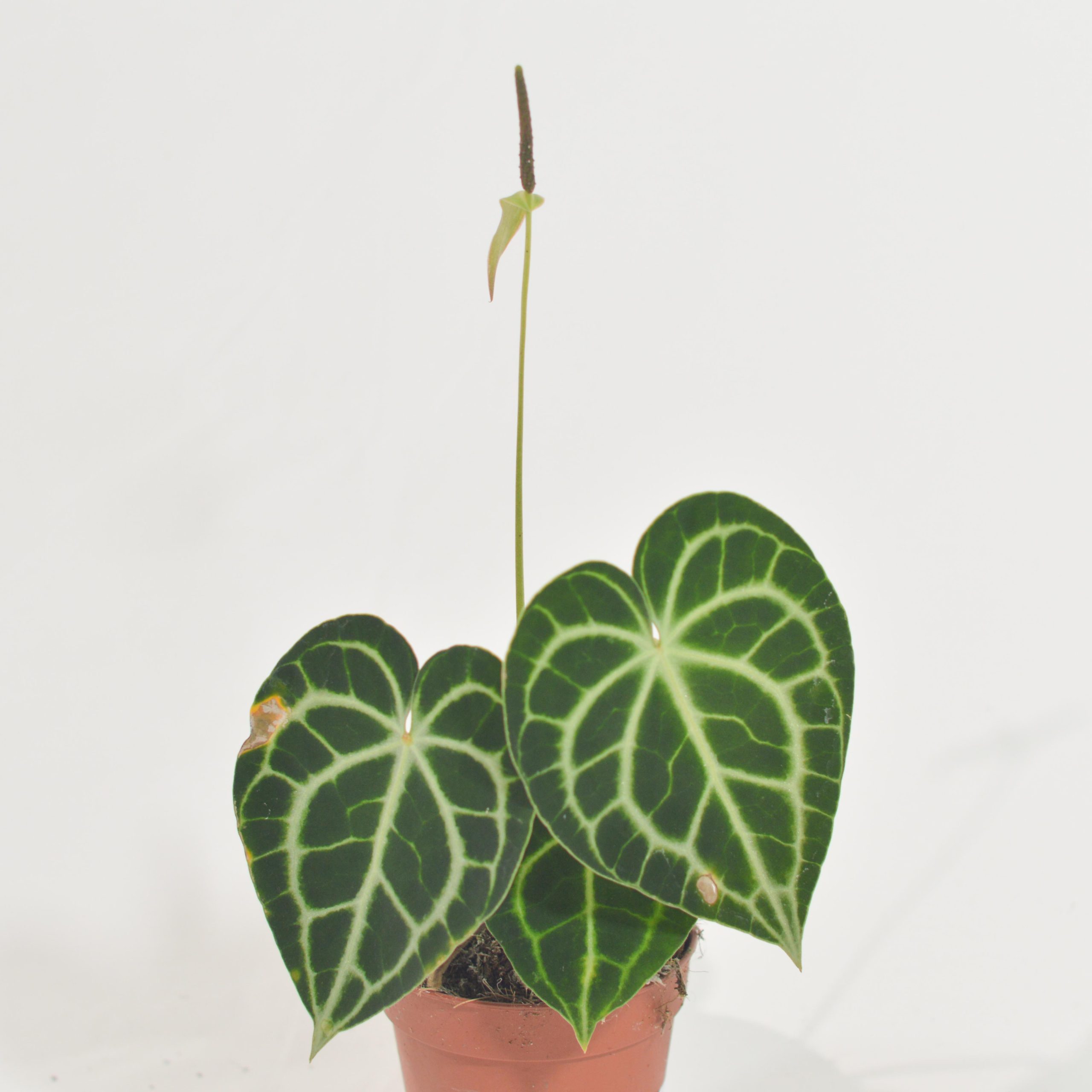 ANTHURIUM CLARINERVIUM
