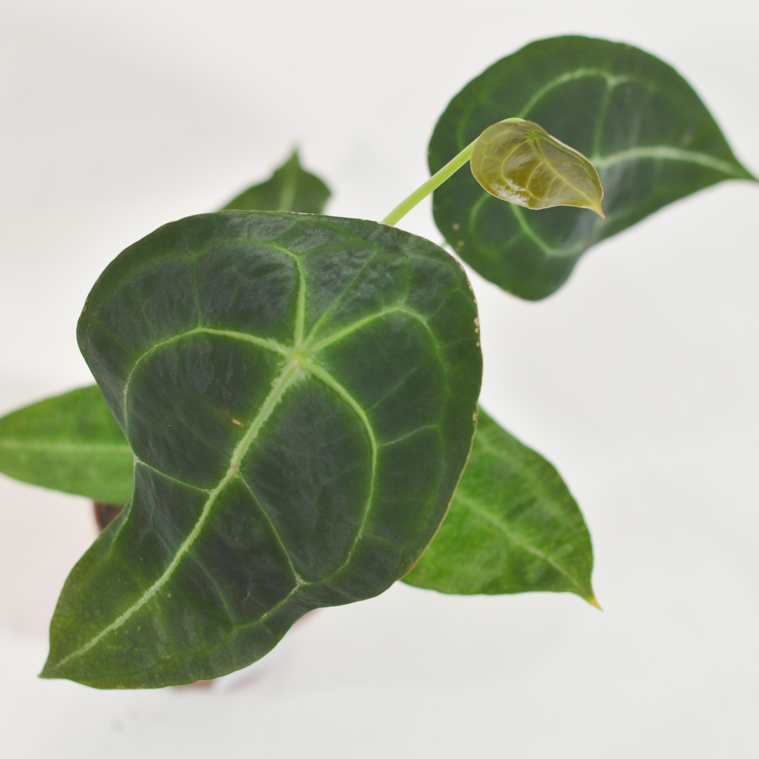 ANTHURIUM FORGETII X NIGROLAMINUM GIGI