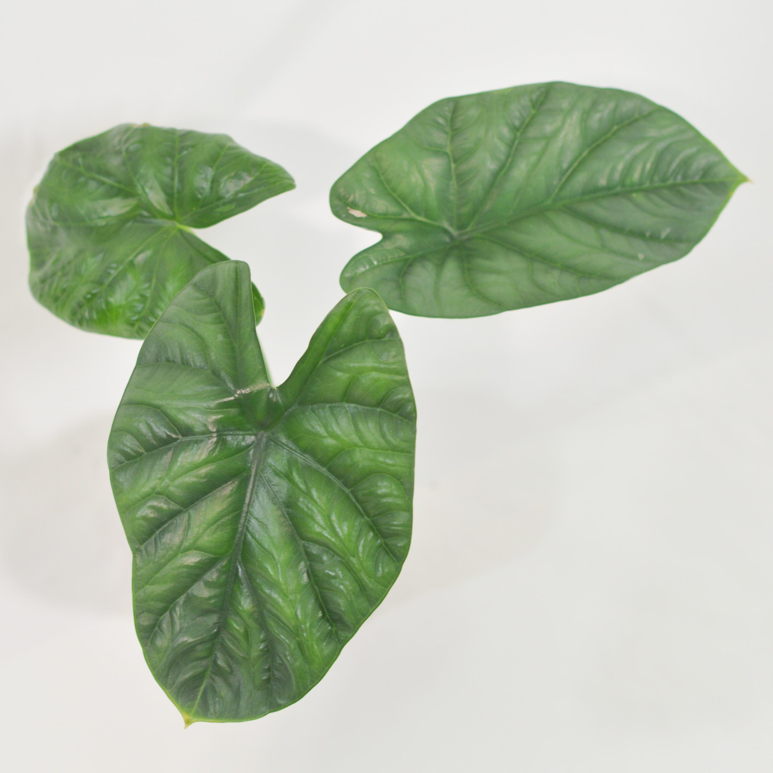 ALOCASIA LUKIWAN