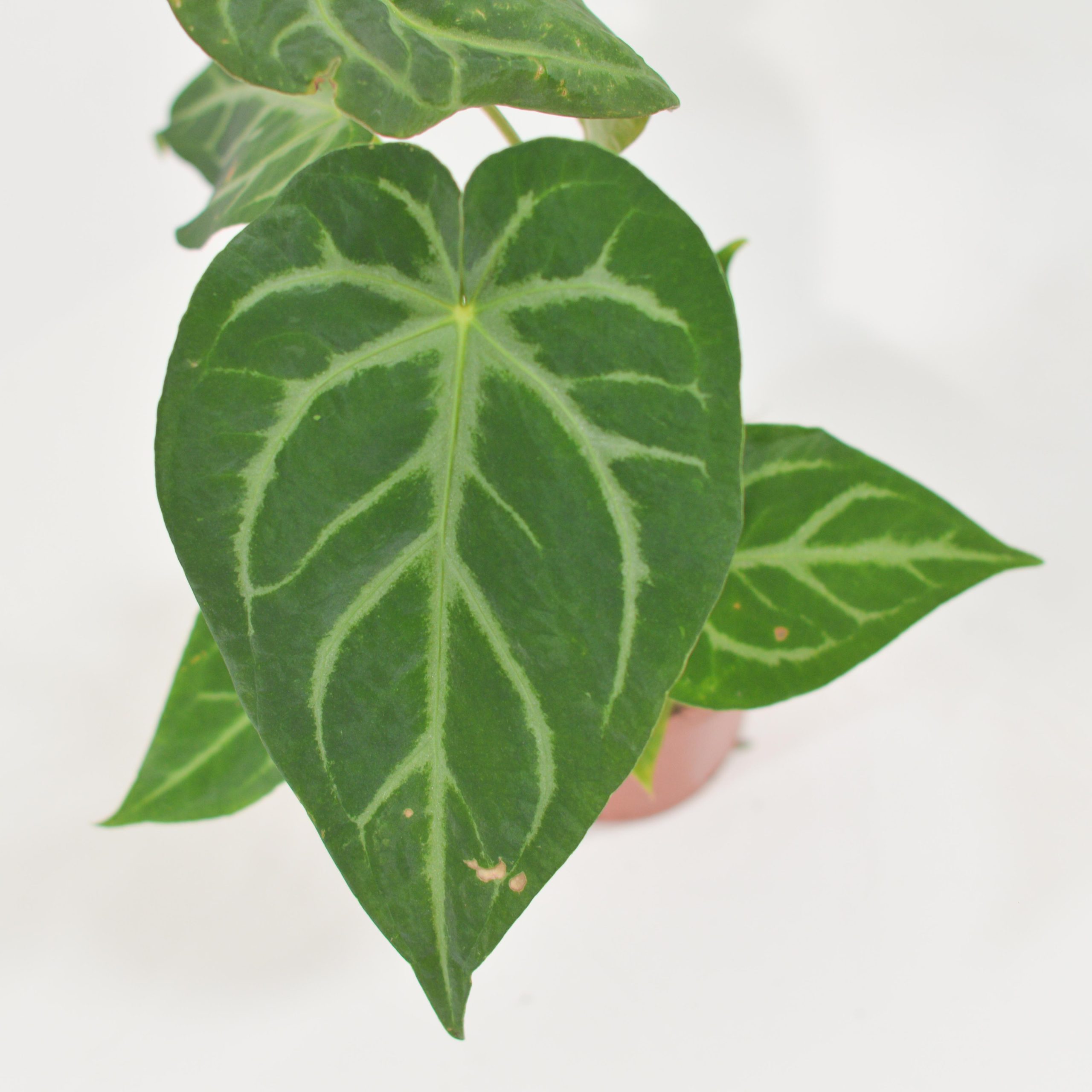 ANTHURIUM MAGNIFICUM