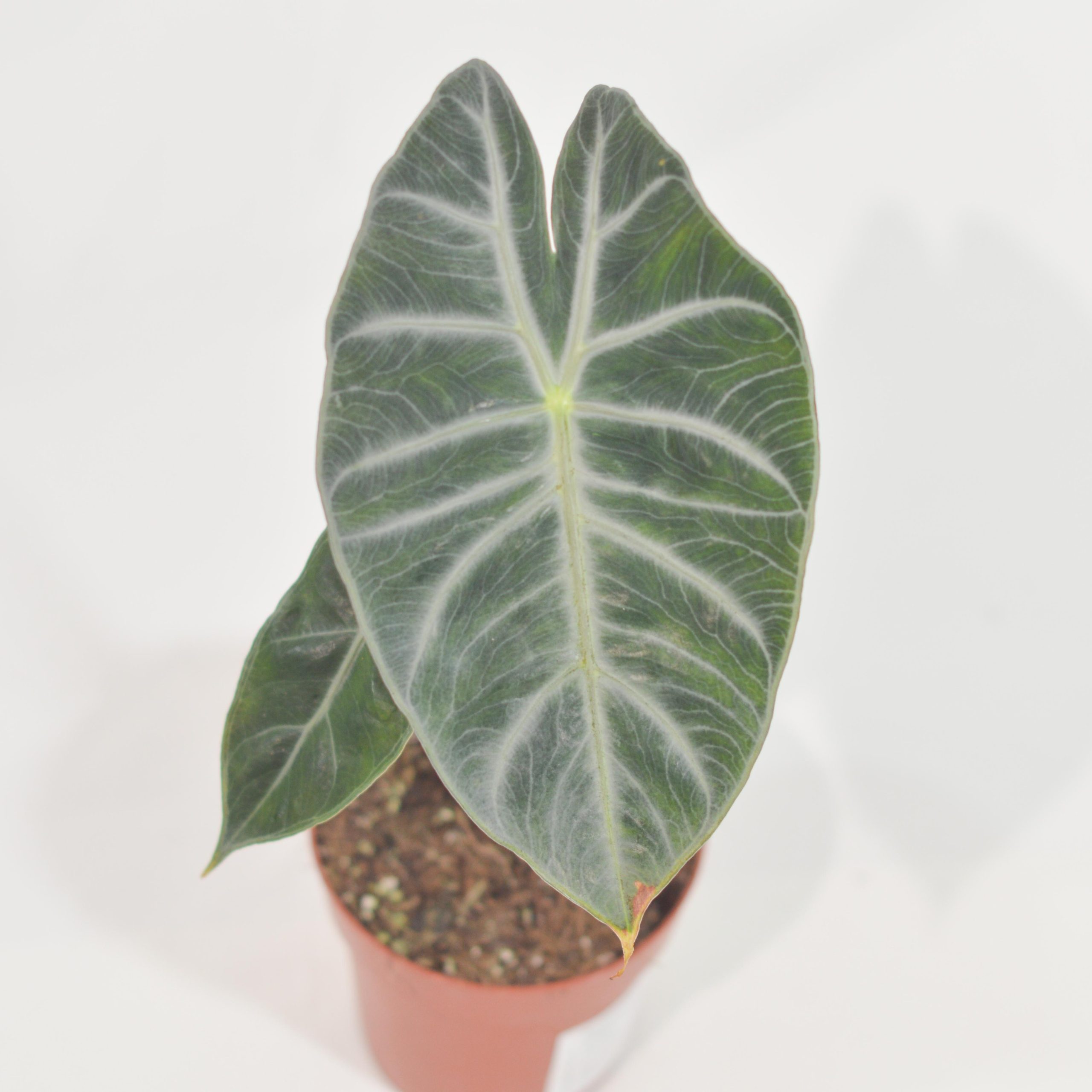 ALOCASIA PINK DRAGON