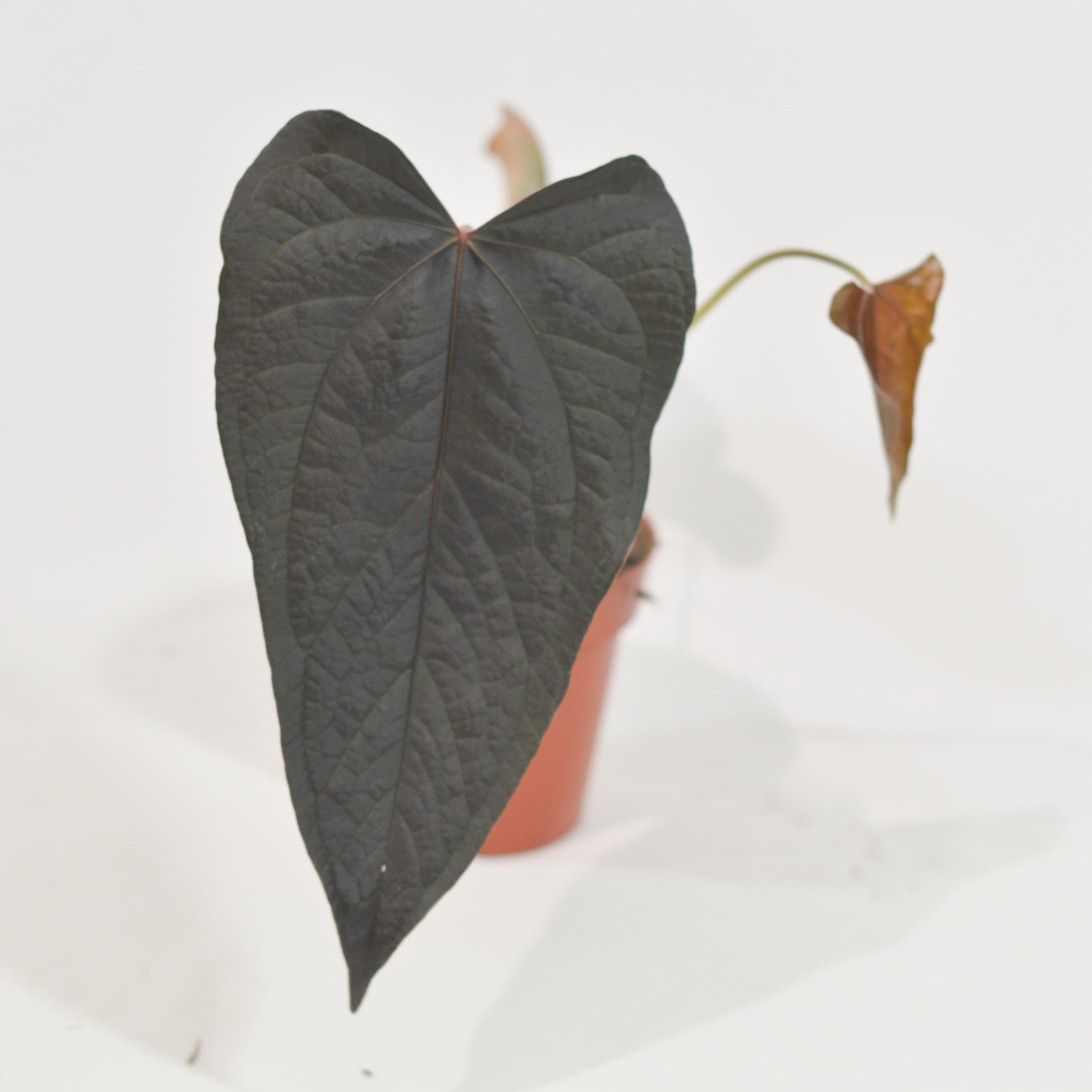 ANTHURIUM QUEEN OF HEARTS