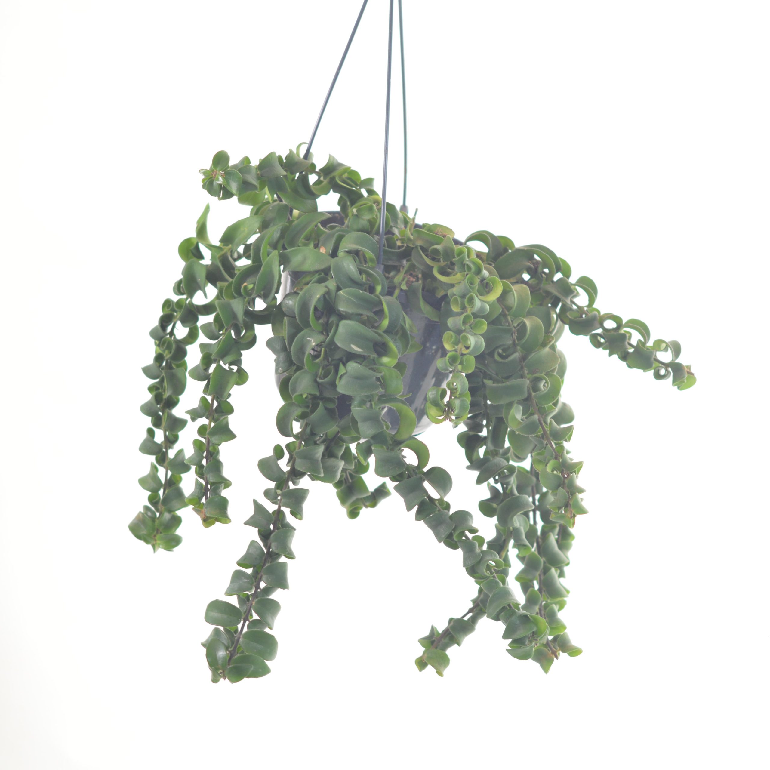 AESCHYNANTHUS RASTA