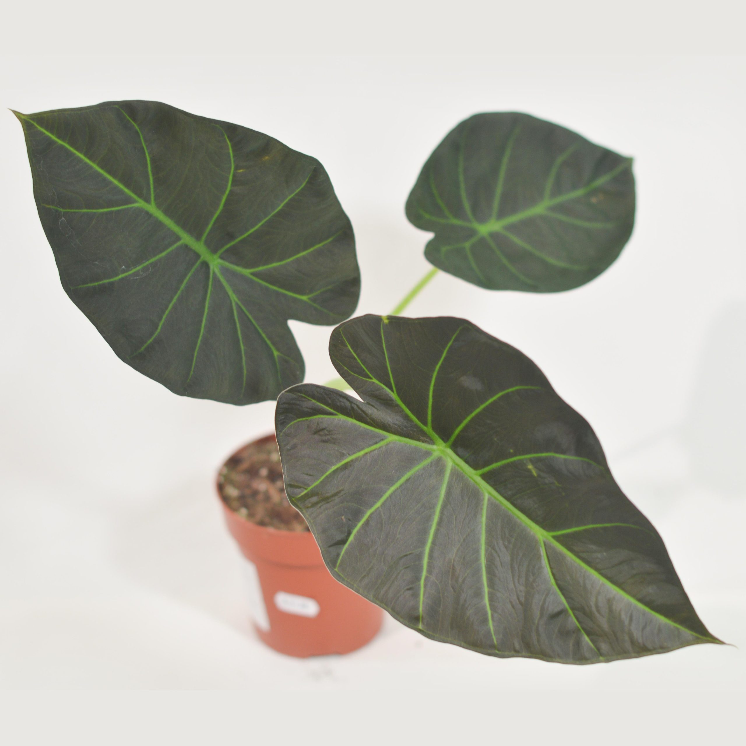 ALOCASIA REGAL SHIELDS