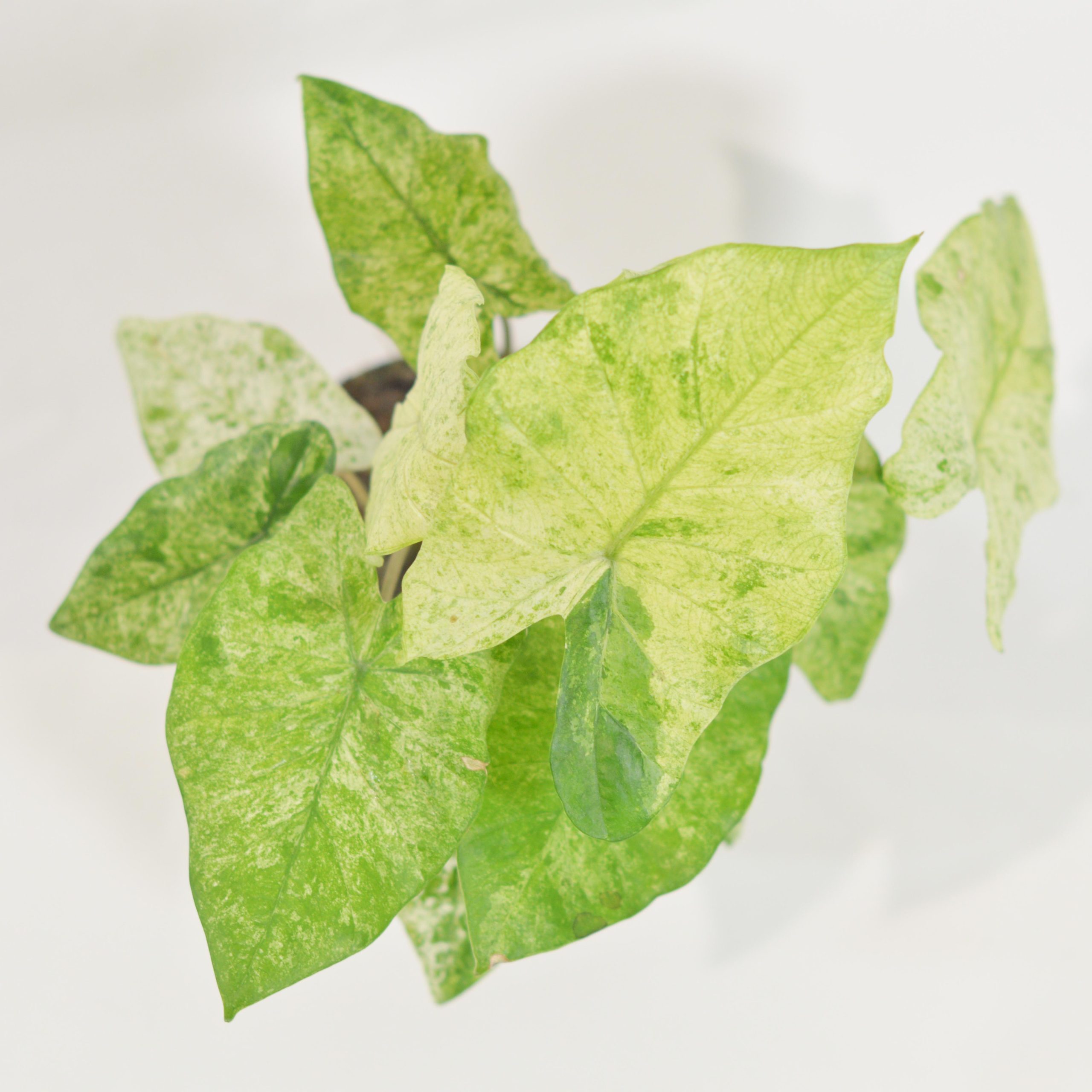 ALOCASIA MACRORRHIZOS SPLASH