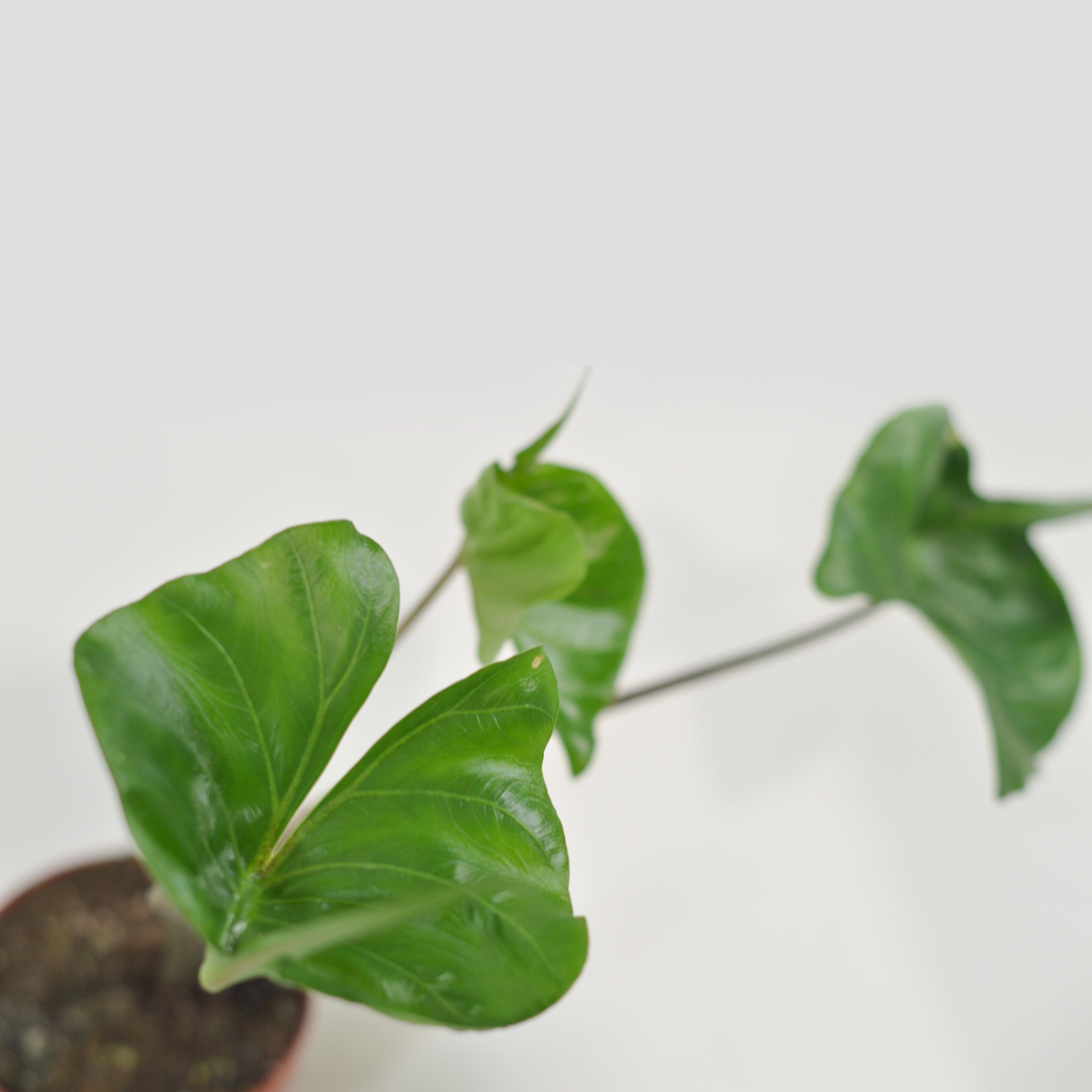 ALOCASIA STINGRAY