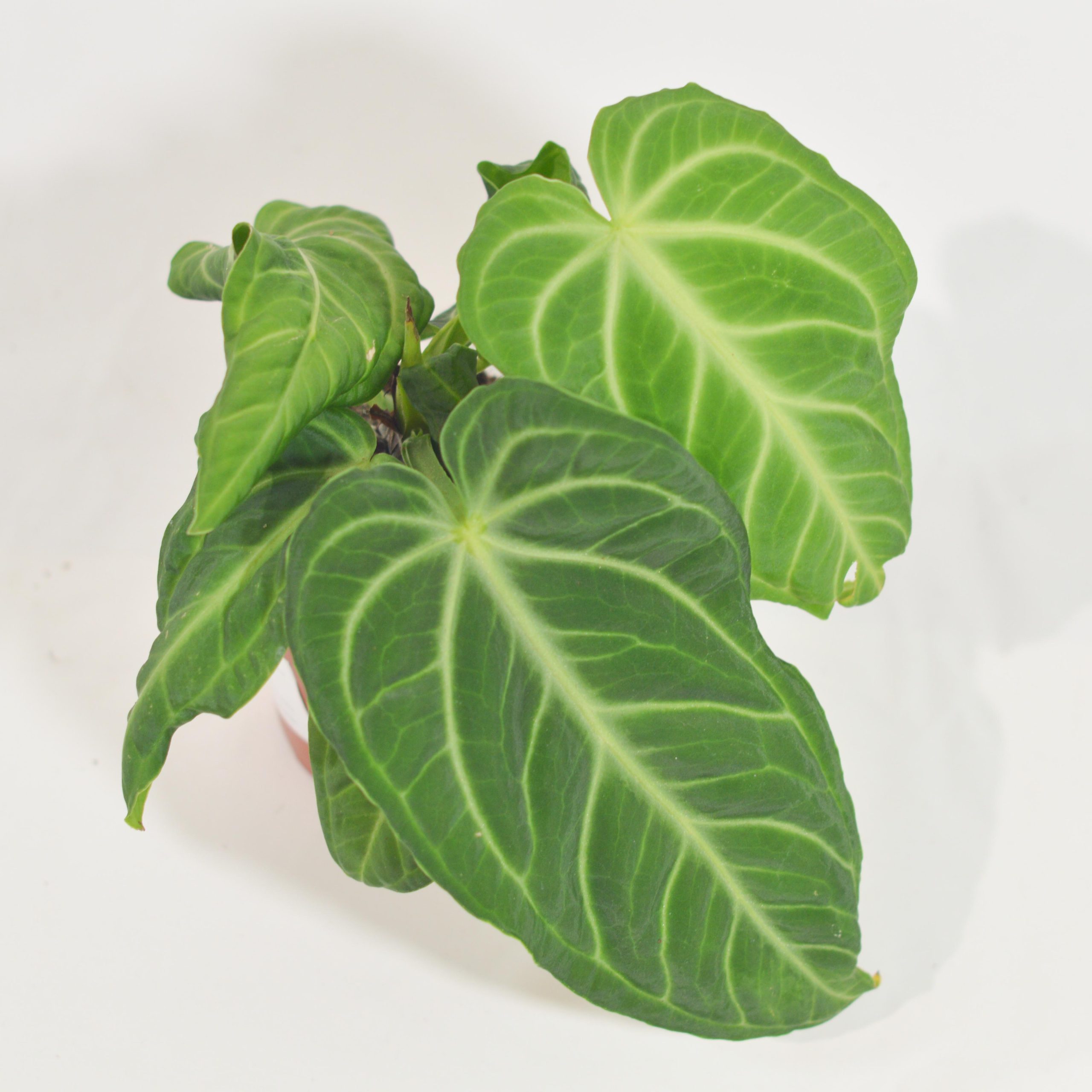 ANTHURIUM VILLENAORUM