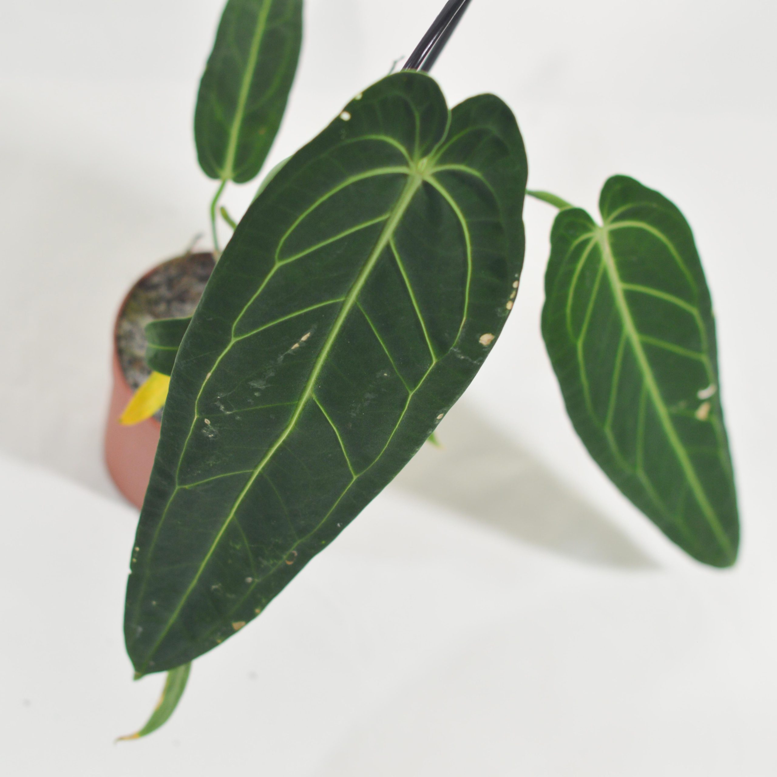 ANTHURIUM WAROCQUEANUM