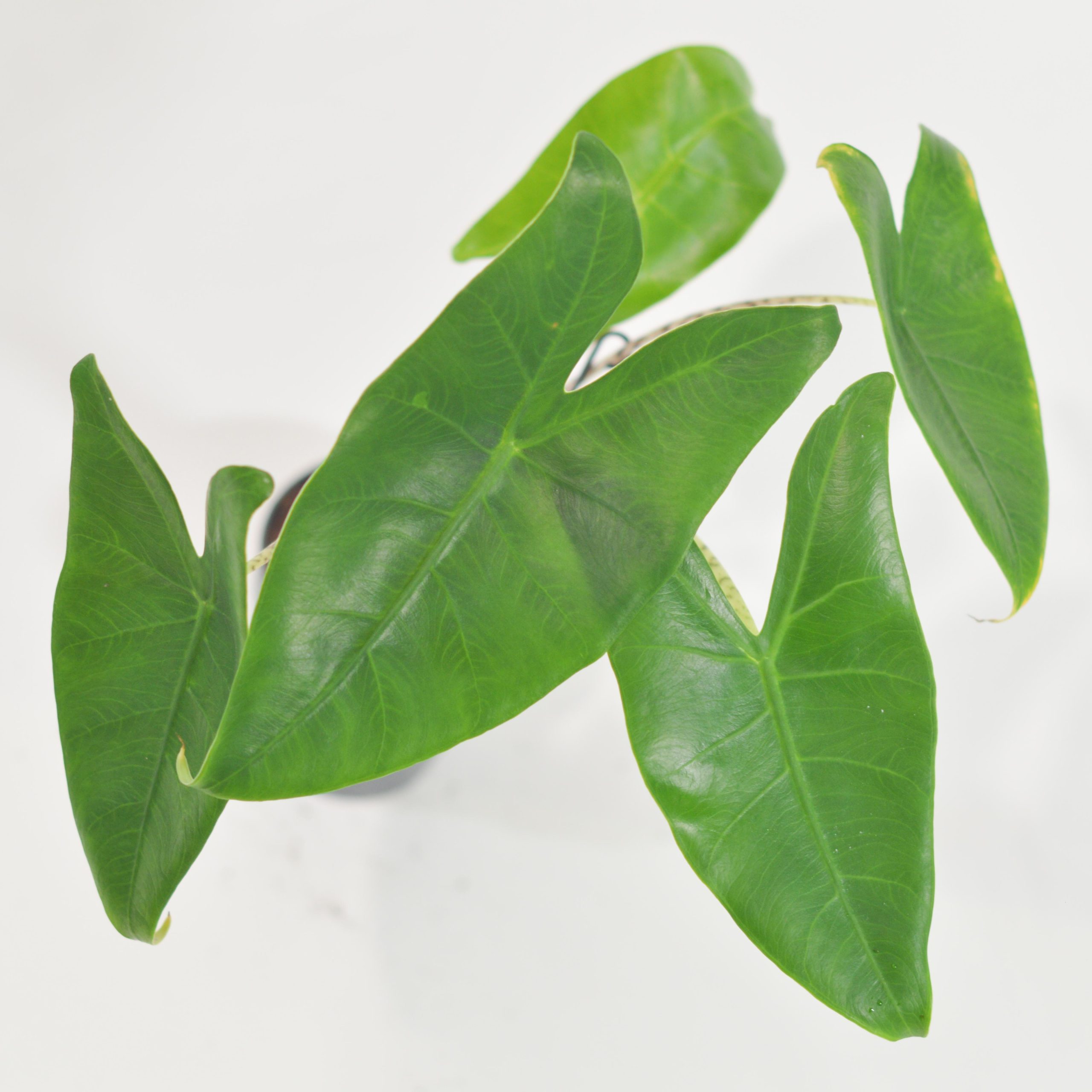 ALOCASIA ZEBRINA