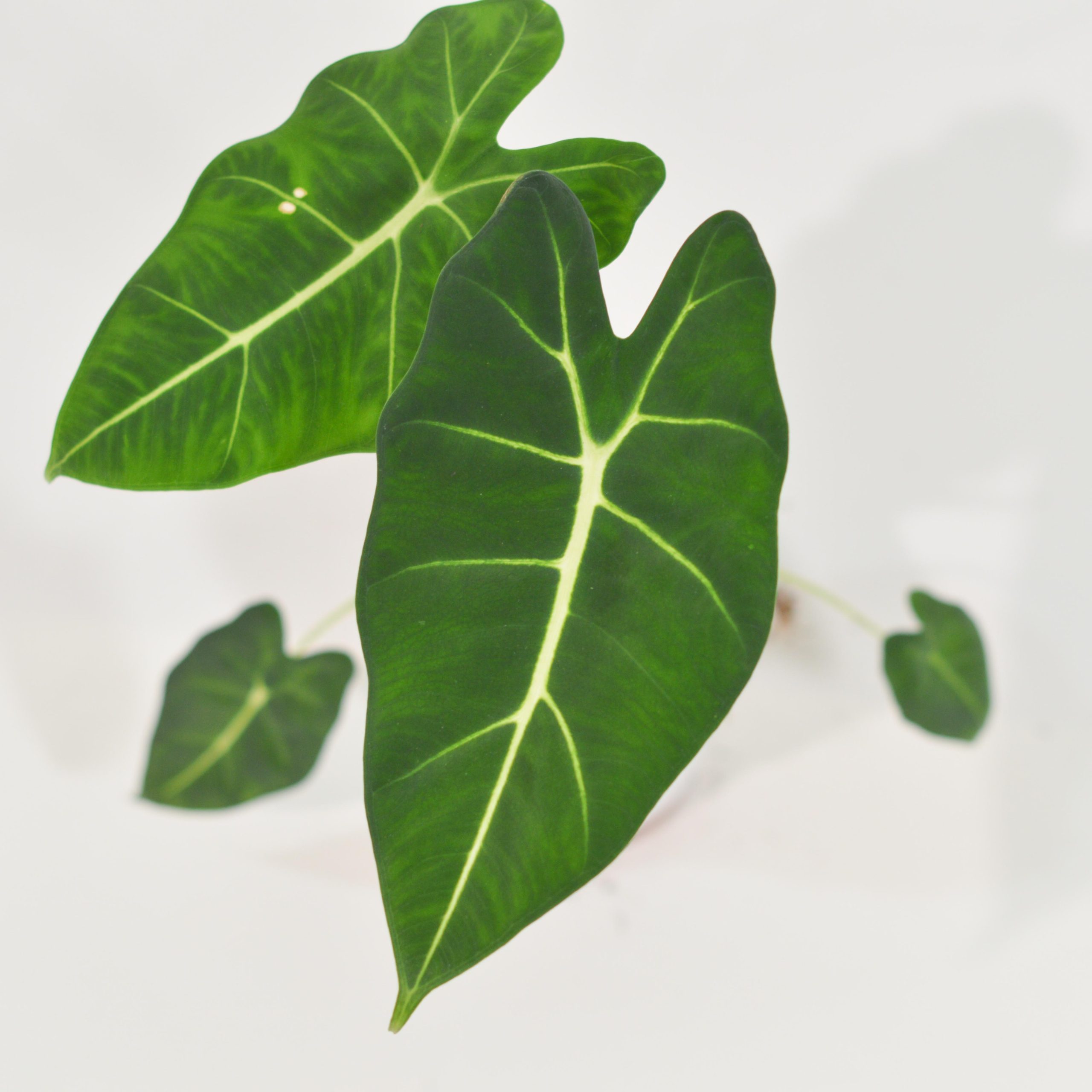 ALOCASIA MICHOLITZIANA FRYDEK