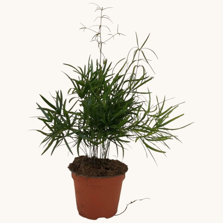 ASPARAGUS FALCATUS