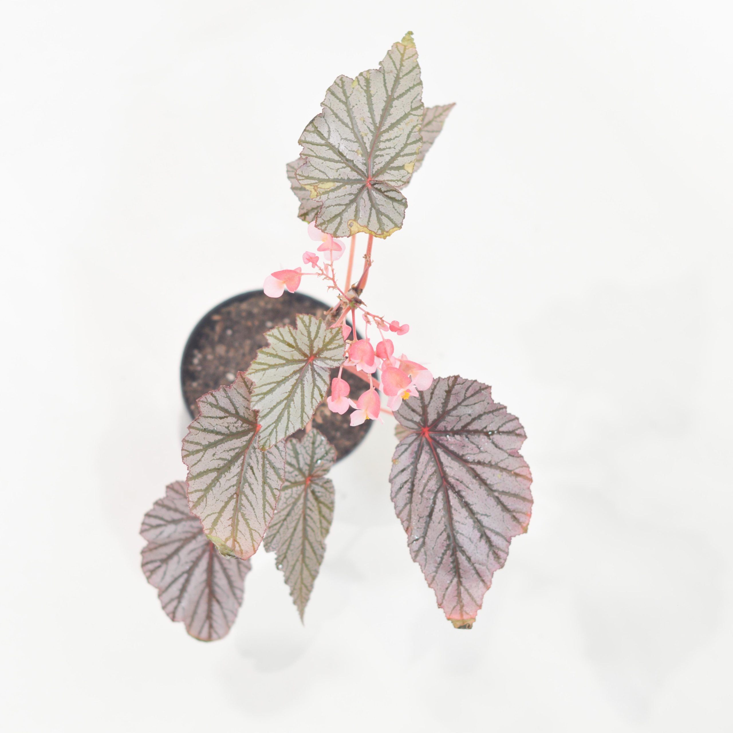 BEGONIA MACULATA ASHURA