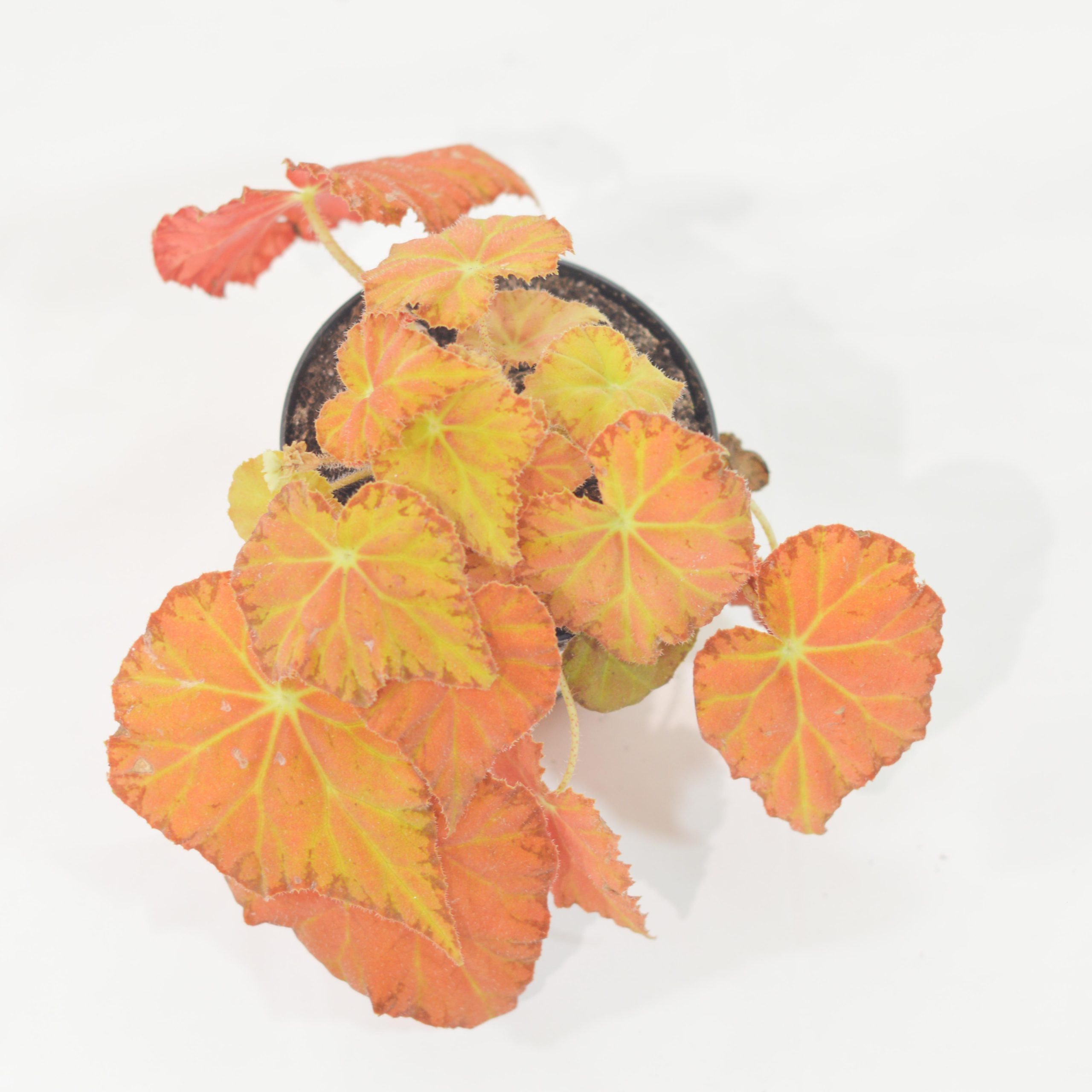 BEGONIA BELEAF AMBER LOVE