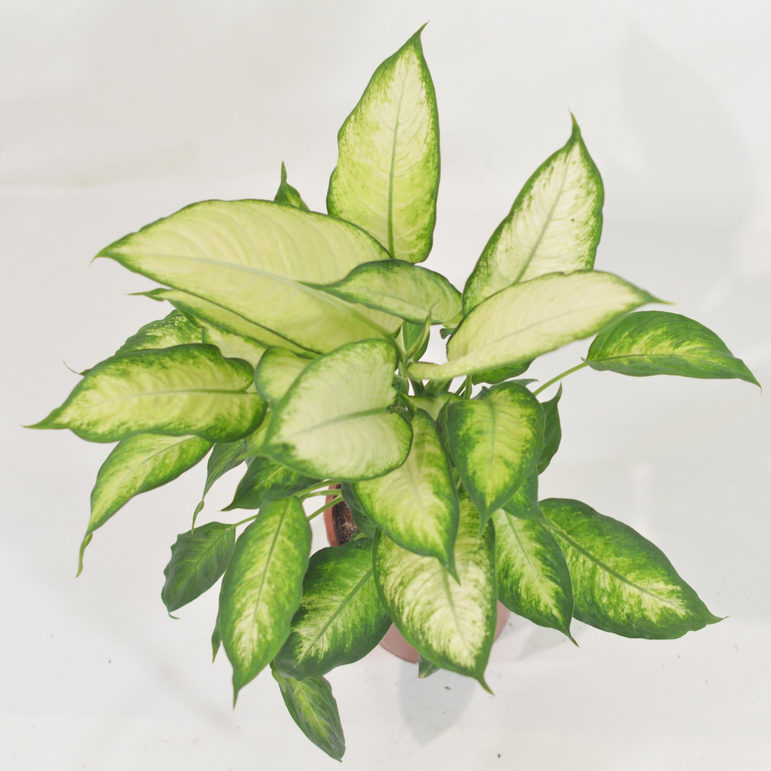 DIEFFENBACHIA CAMILLA