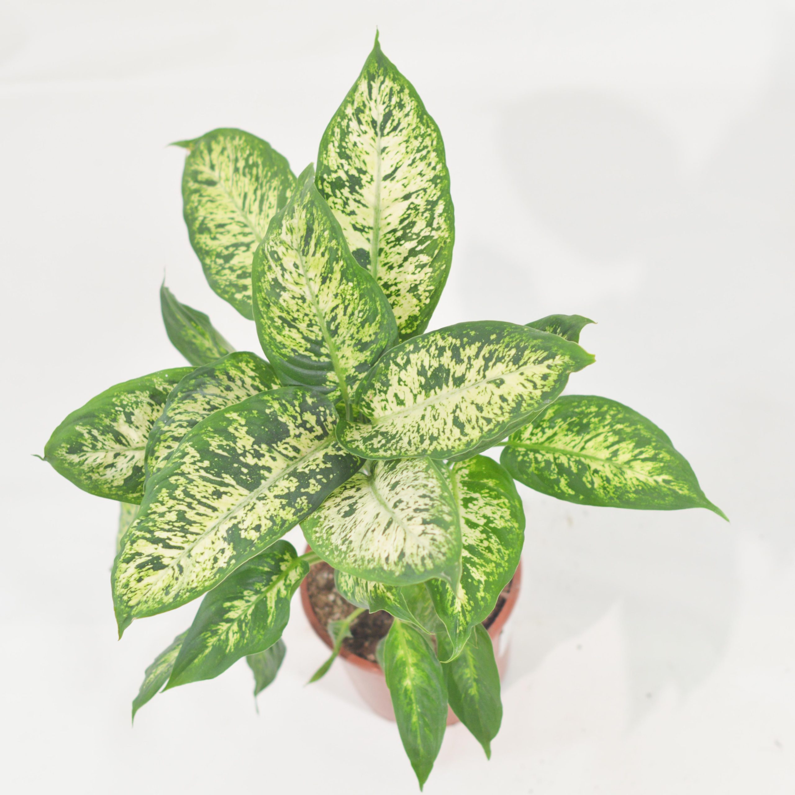 DIEFFENBACHIA COMPACTA