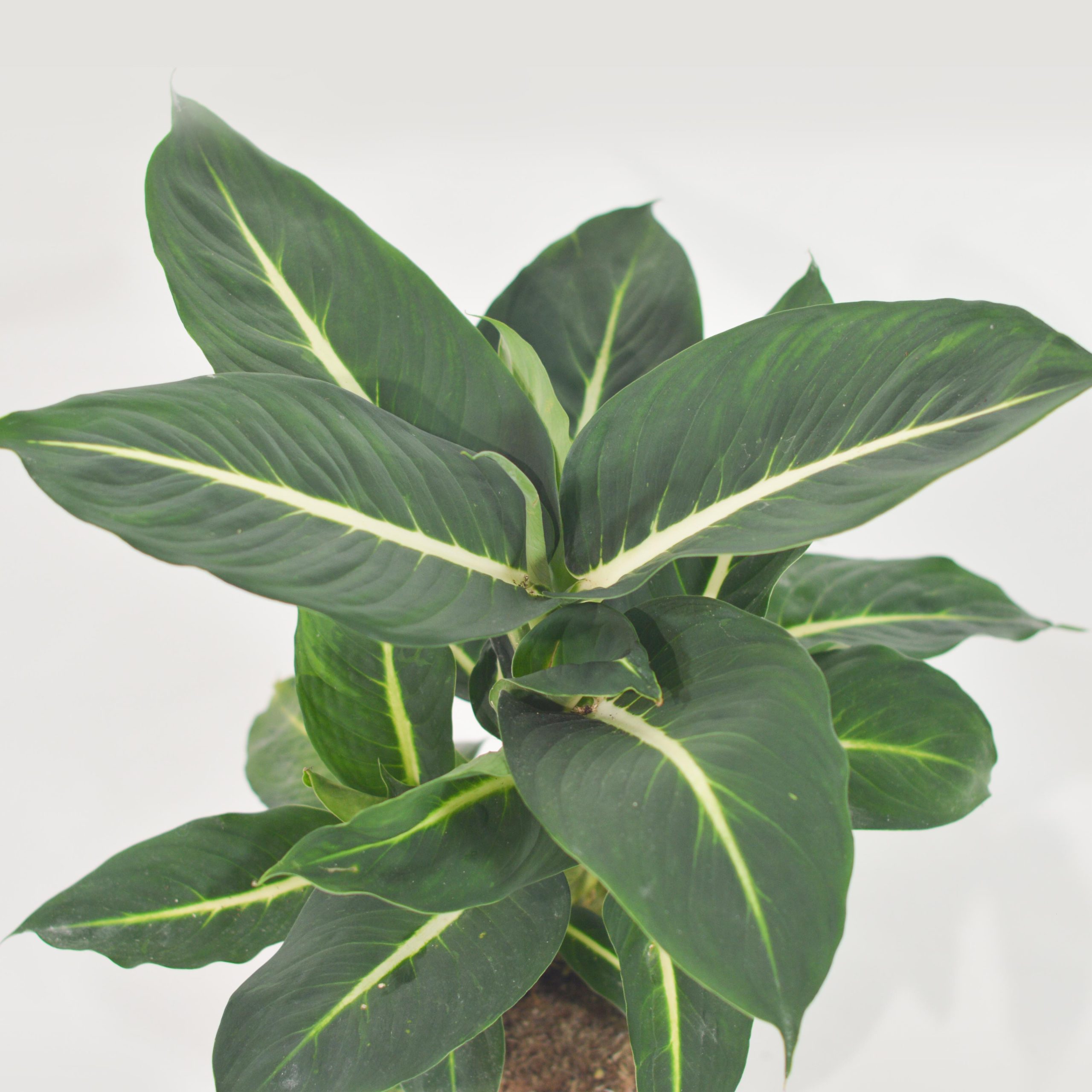 DIEFFENBACHIA GREEN MAGIC