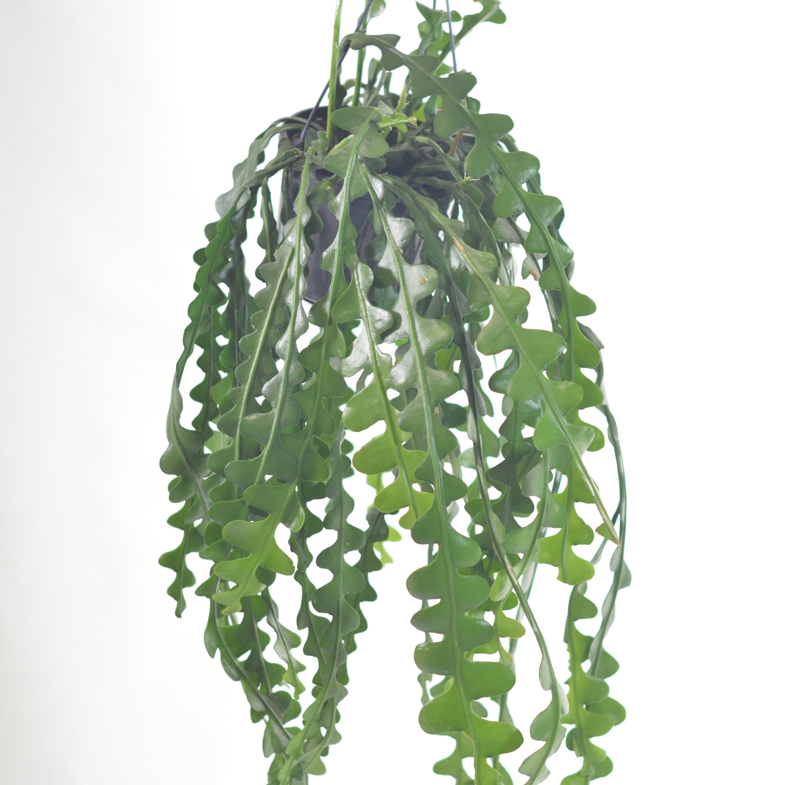 EPIPHYLLUM ANGULIGER