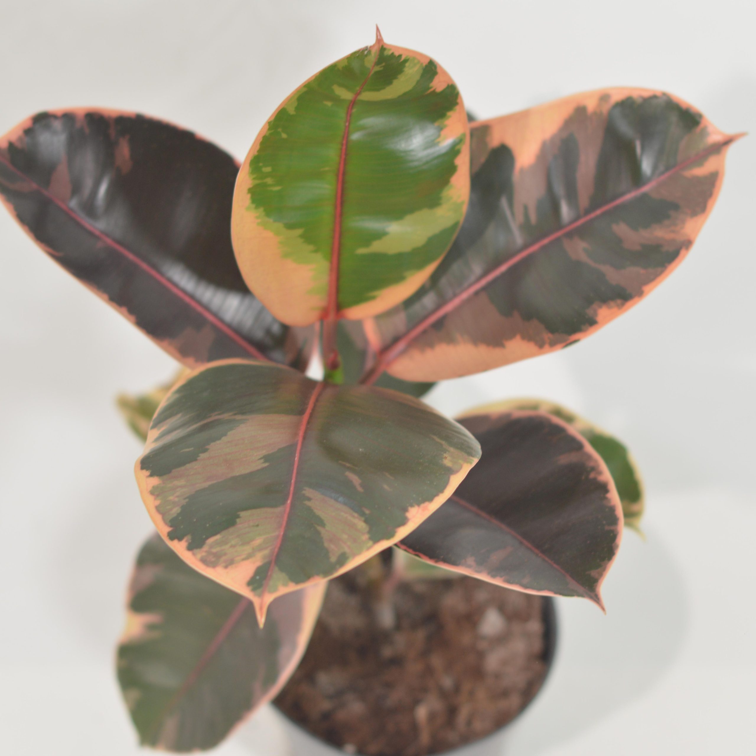 FICUS ELASTICA BELIZE