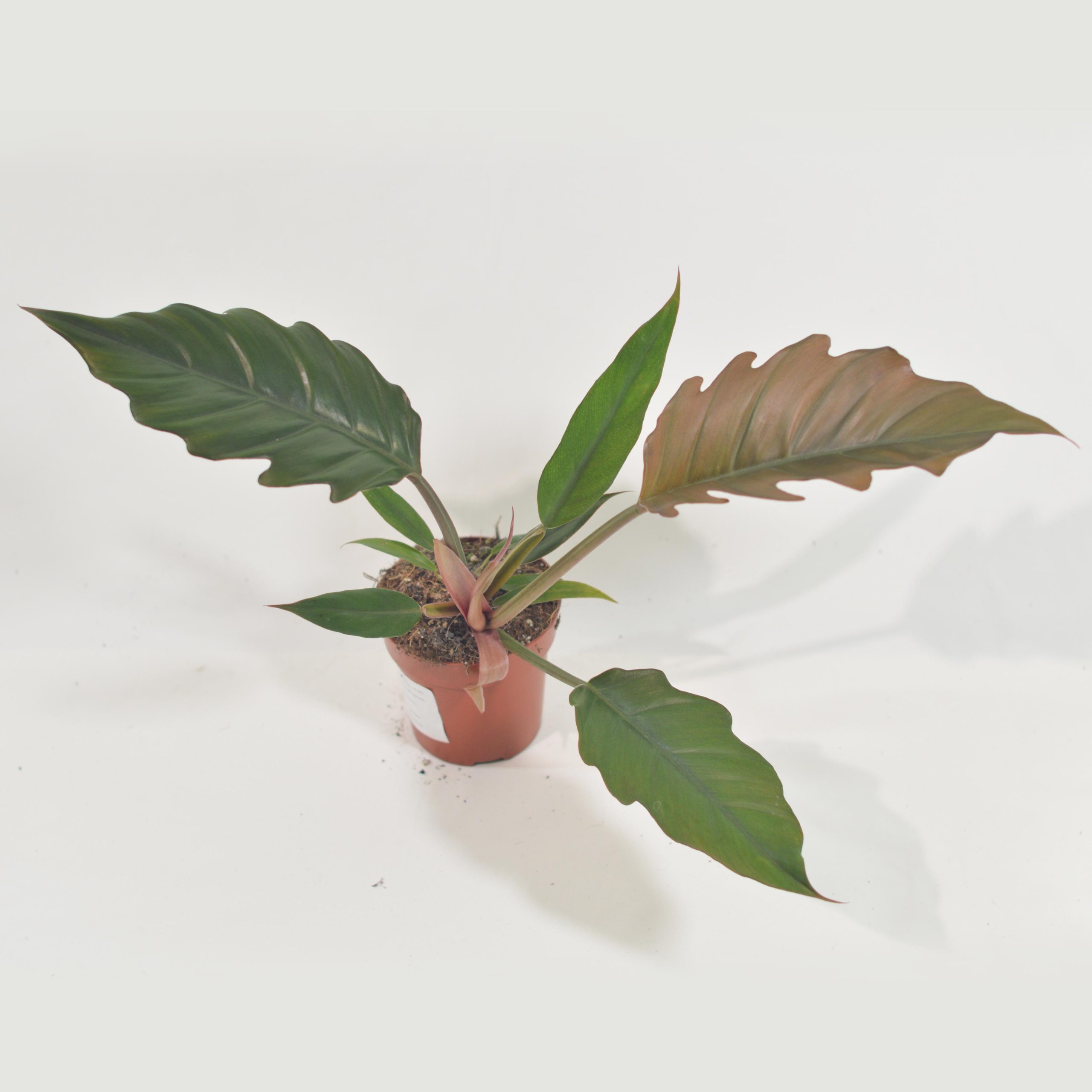 PHILODENDRON CHOCO EMPRESS
