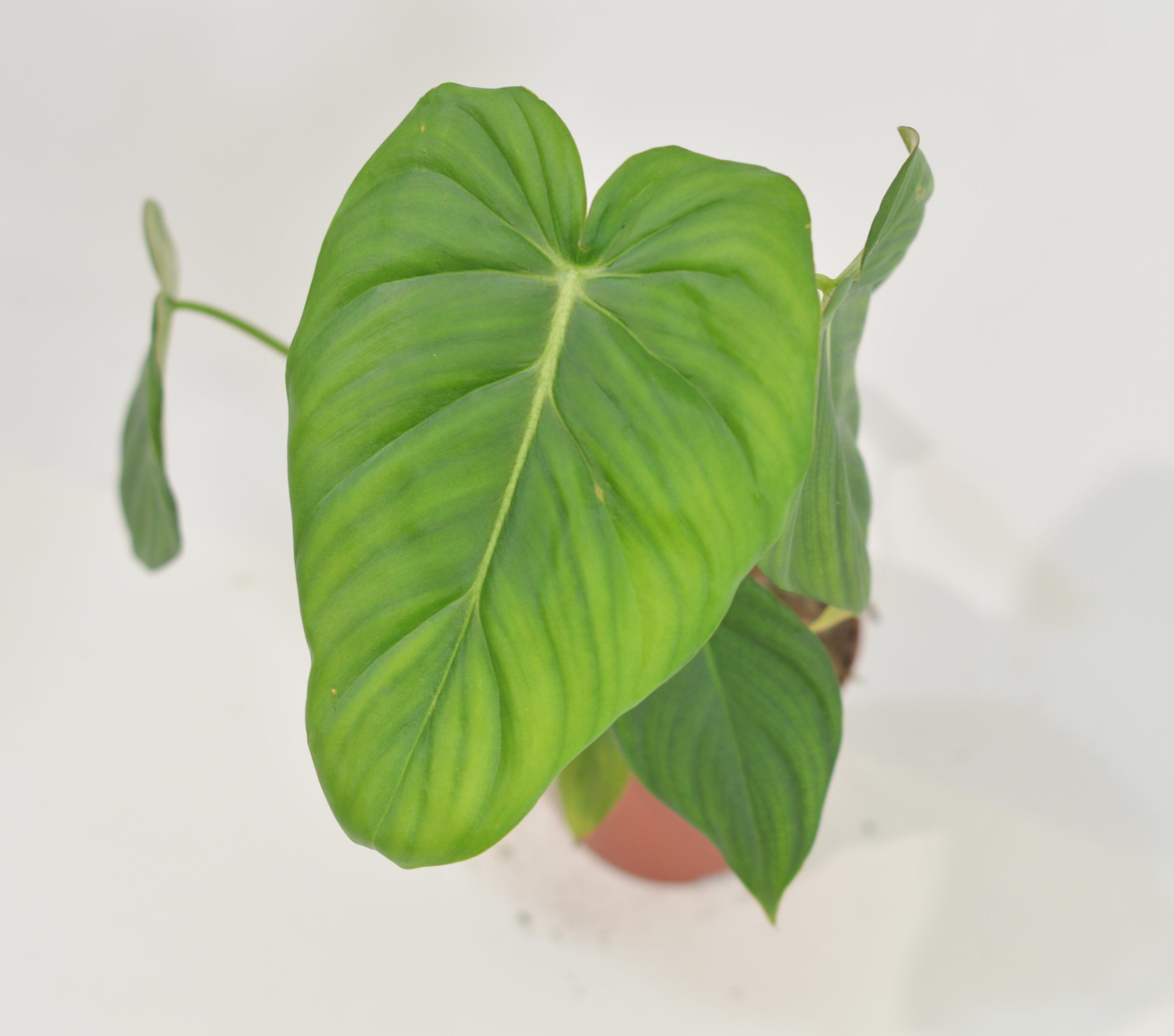 PHILODENDRON MCDOWELL
