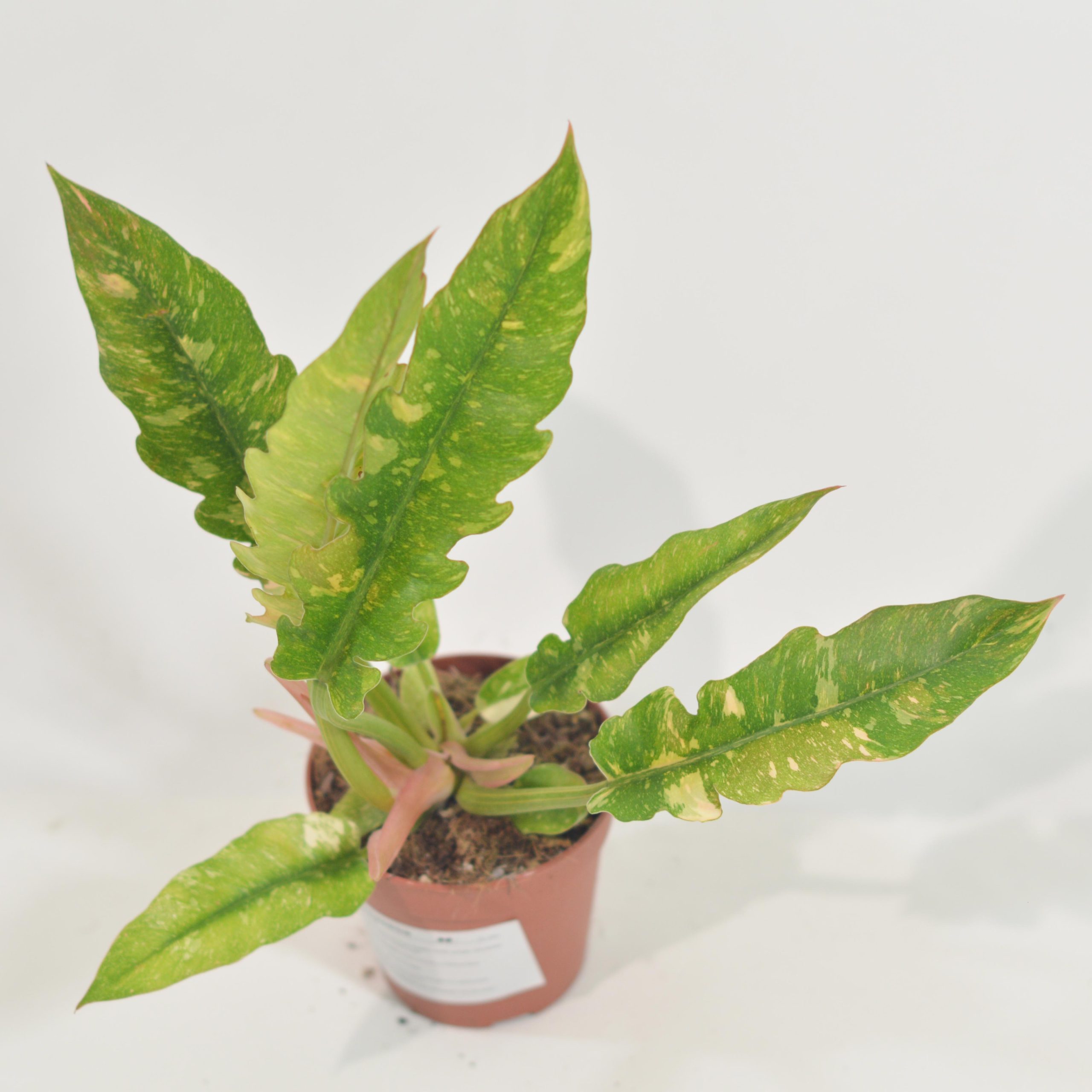 PHILODENDRON RING OF FIRE