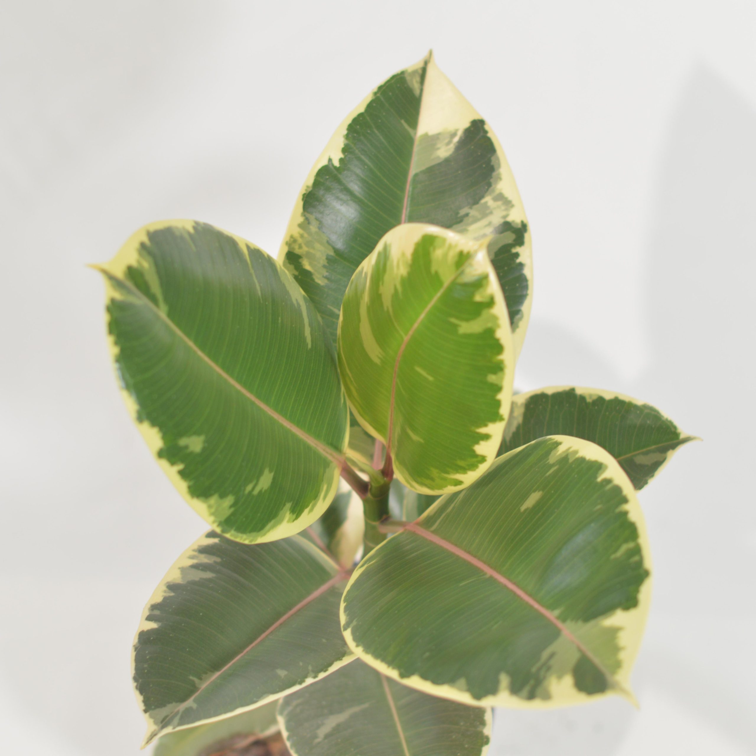 FICUS ELASTICA TINEKE