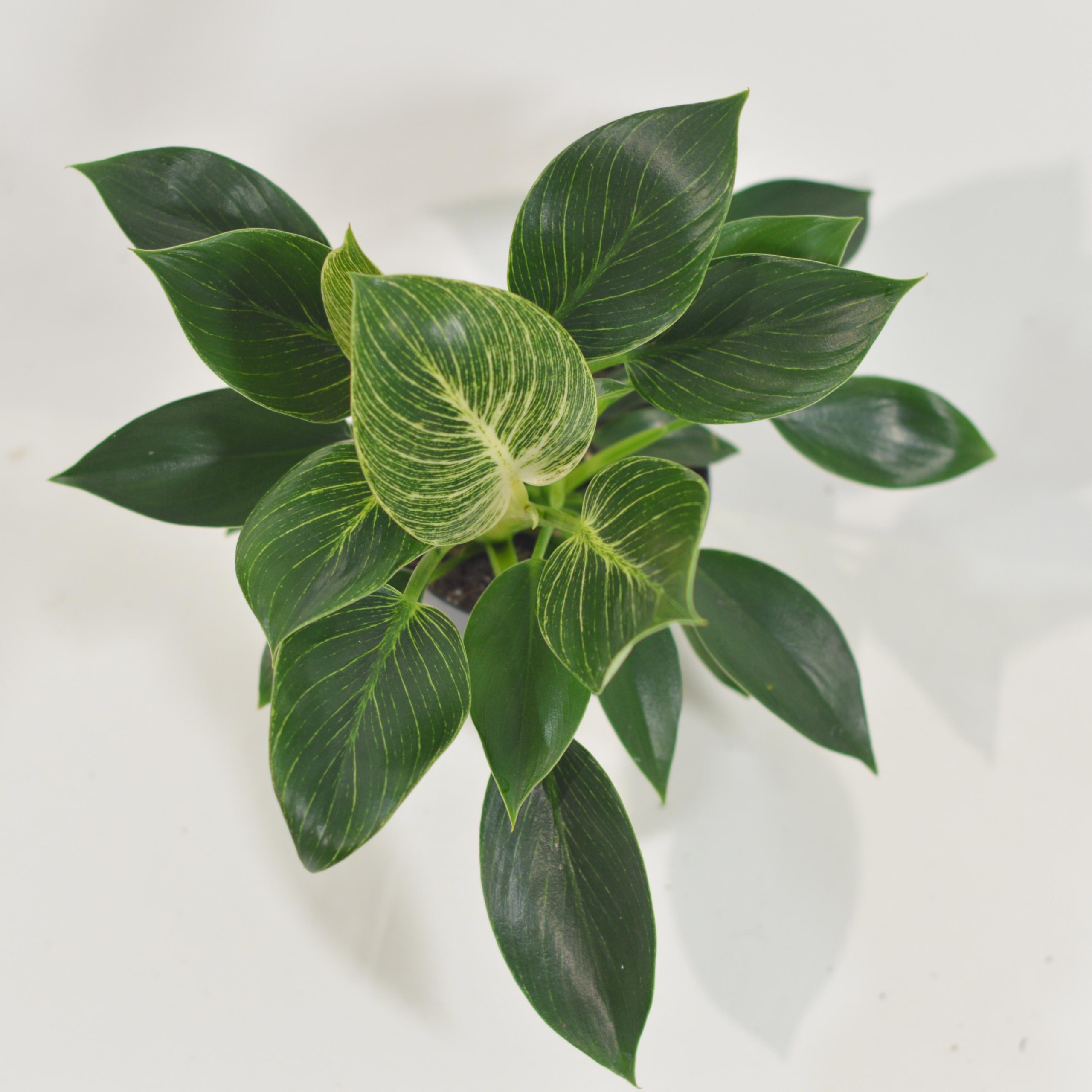 PHILODENDRON WHITE VEINS