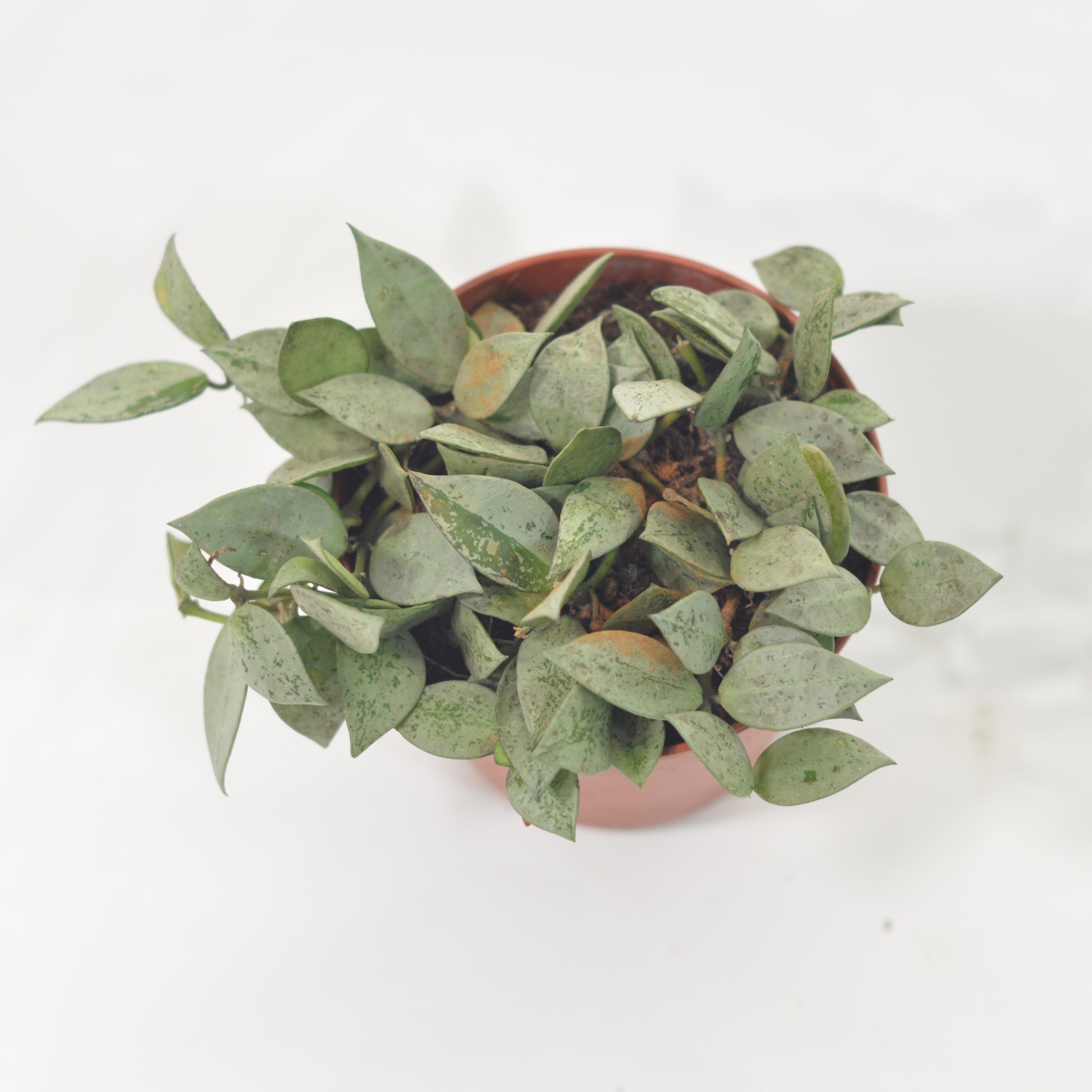 HOYA KROHNIANA ESKIMO