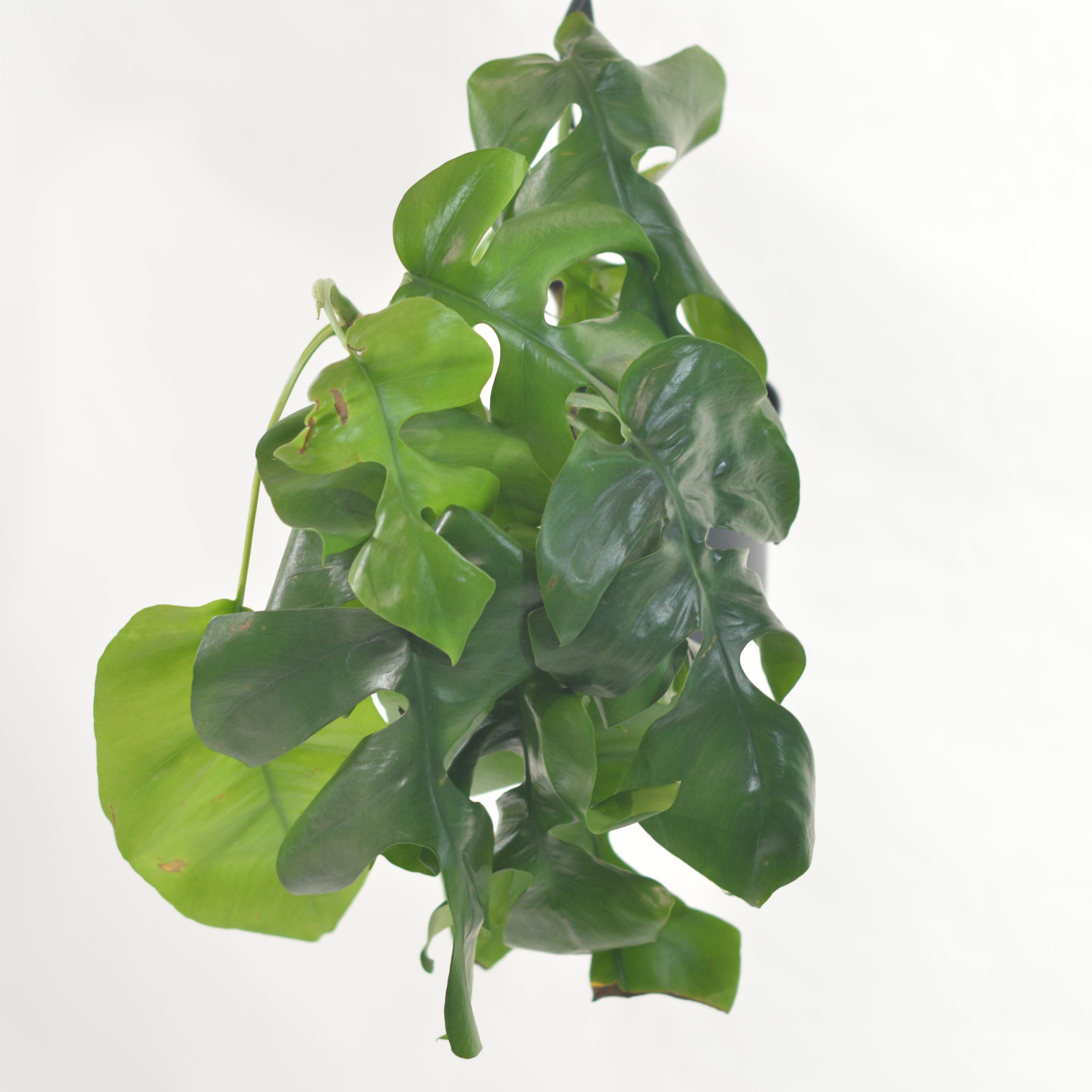 MONSTERA MINIMA
