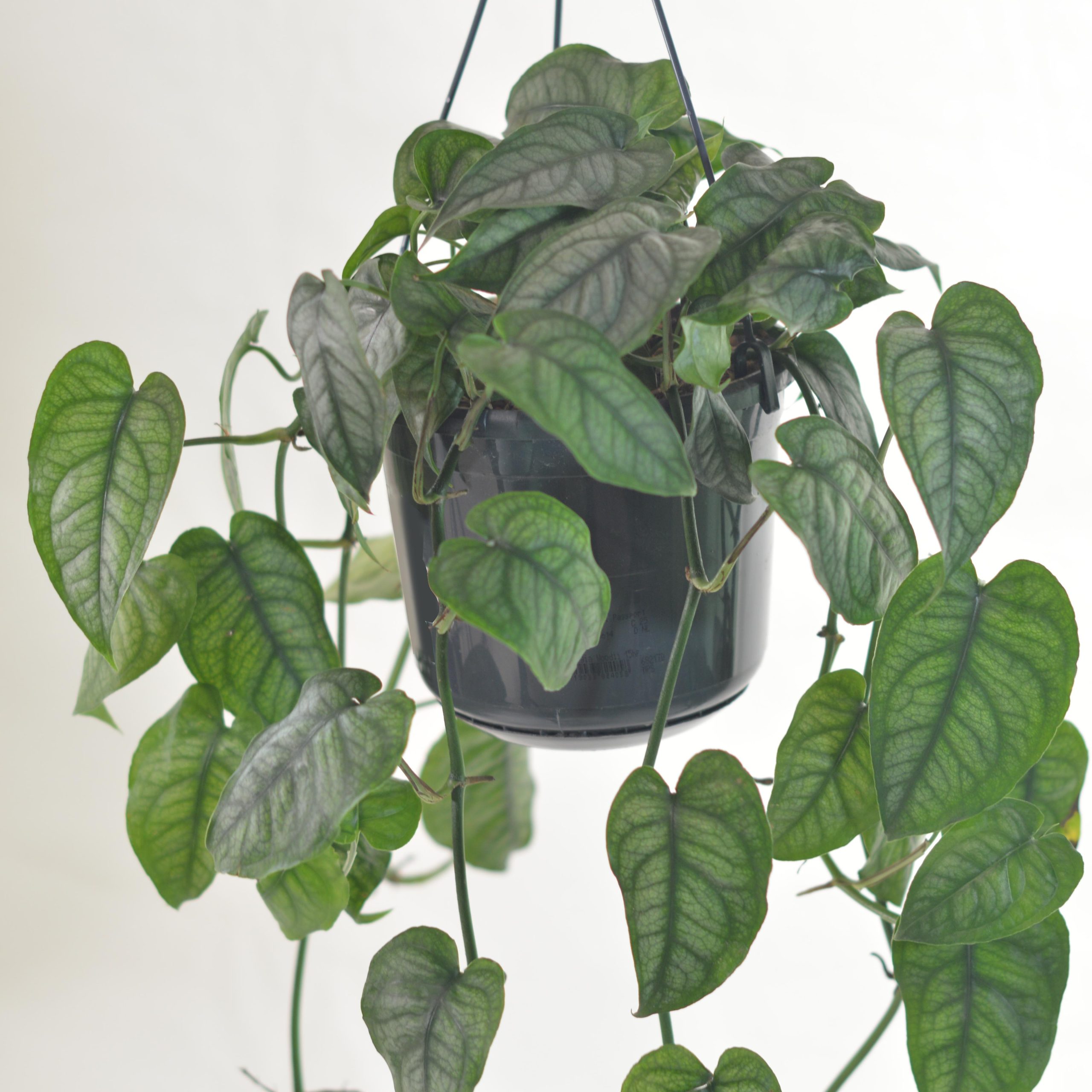 MONSTERA SILTEPECANA