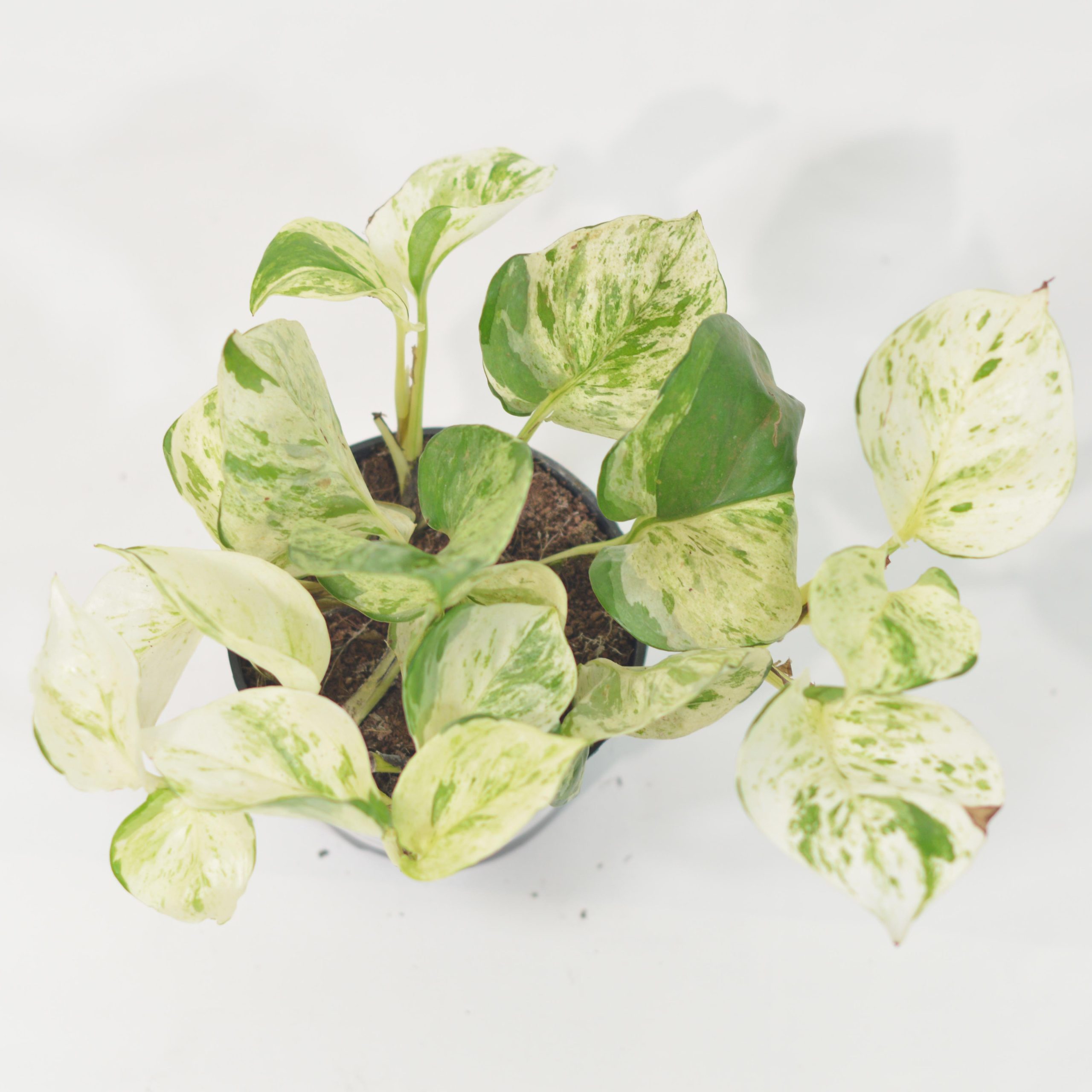 EPIPREMNUM AUREM HAPPY LEAF