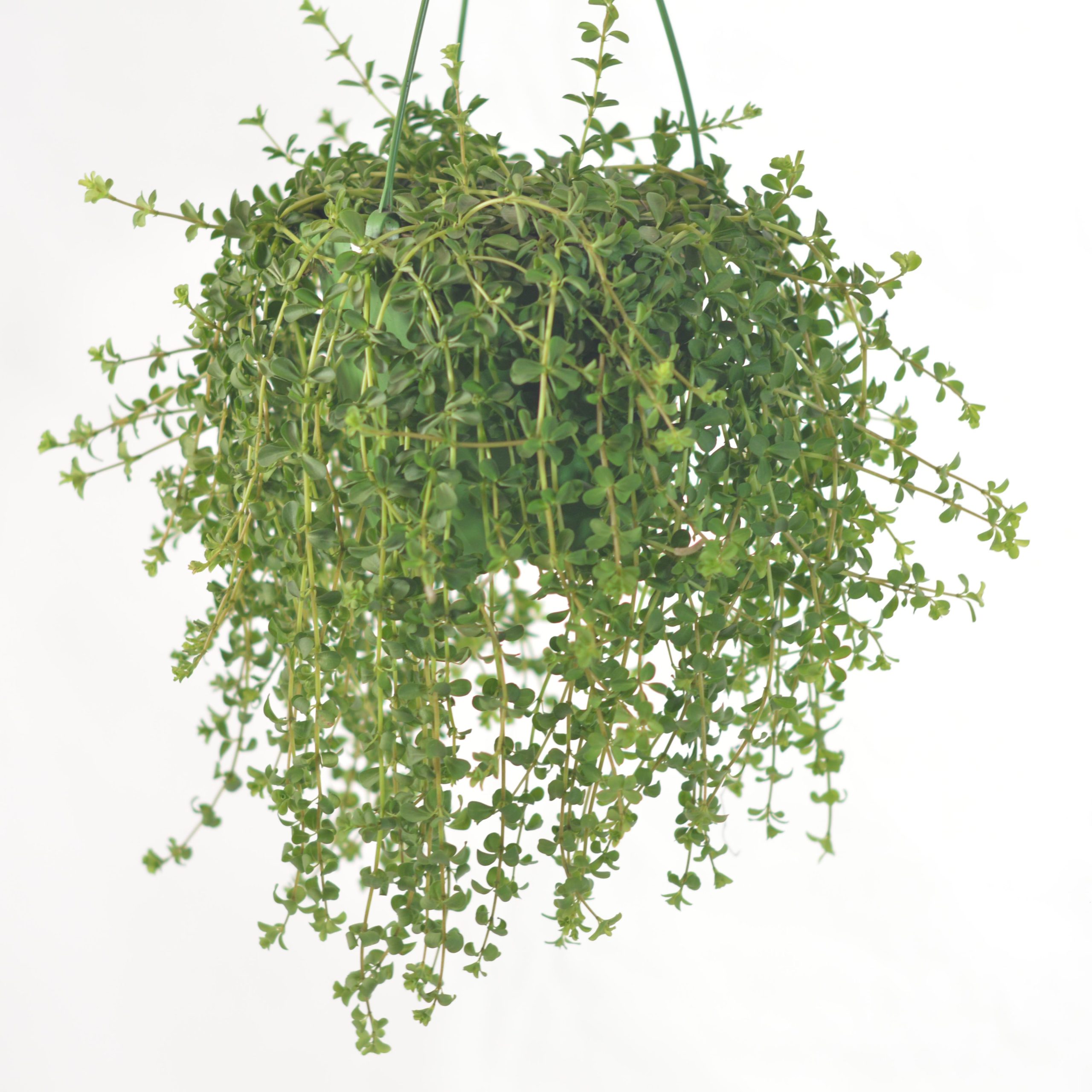 PEPEROMIA ISABELLE