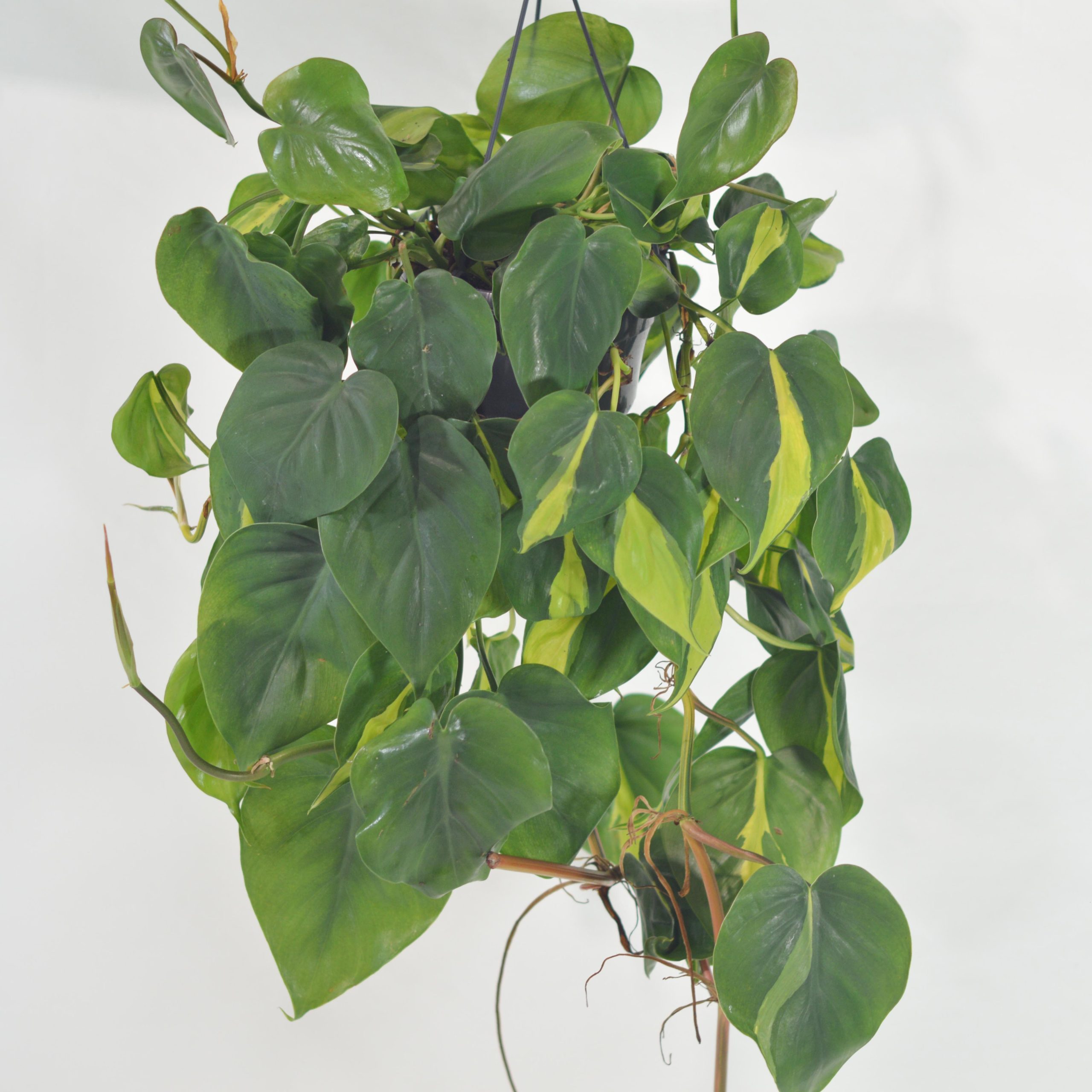 PHILODENDRON SCANDENS BRASIL